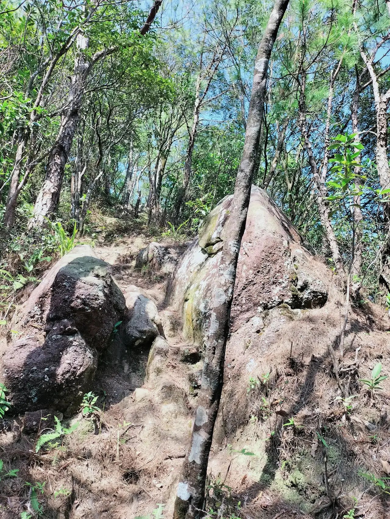 米仓山国家森林公园旅行图片 3