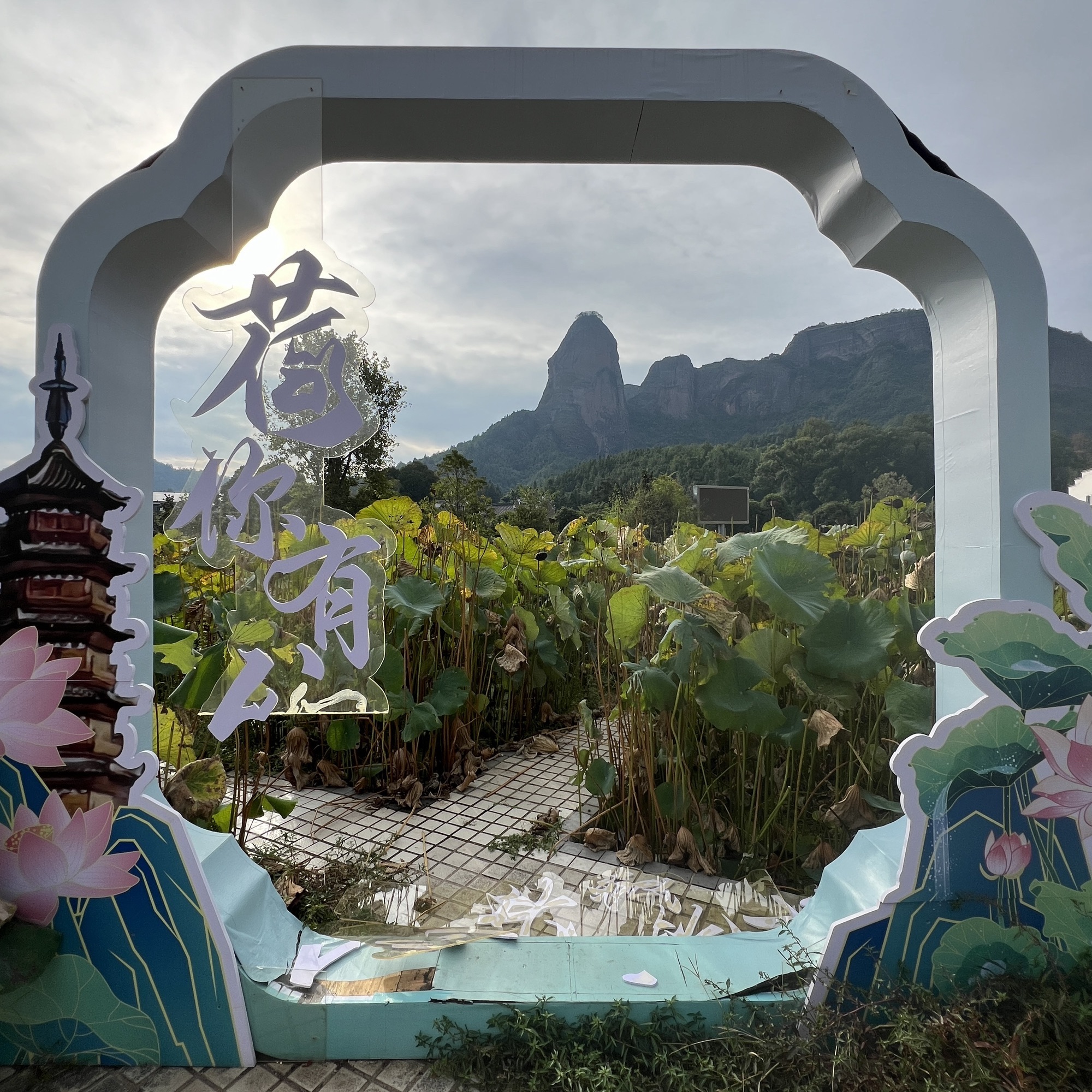 大畲荷花园旅行图片 3