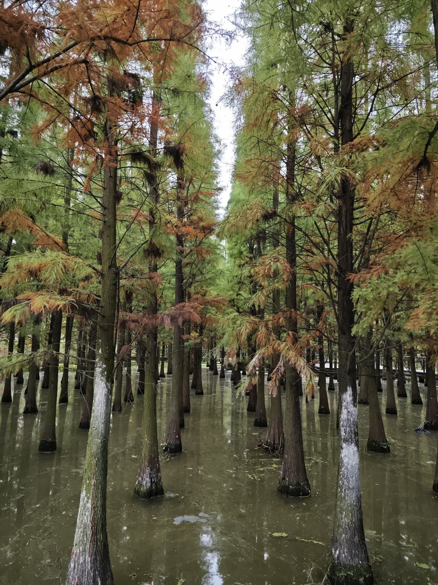 播州区播雅湿地公园旅行图片 2