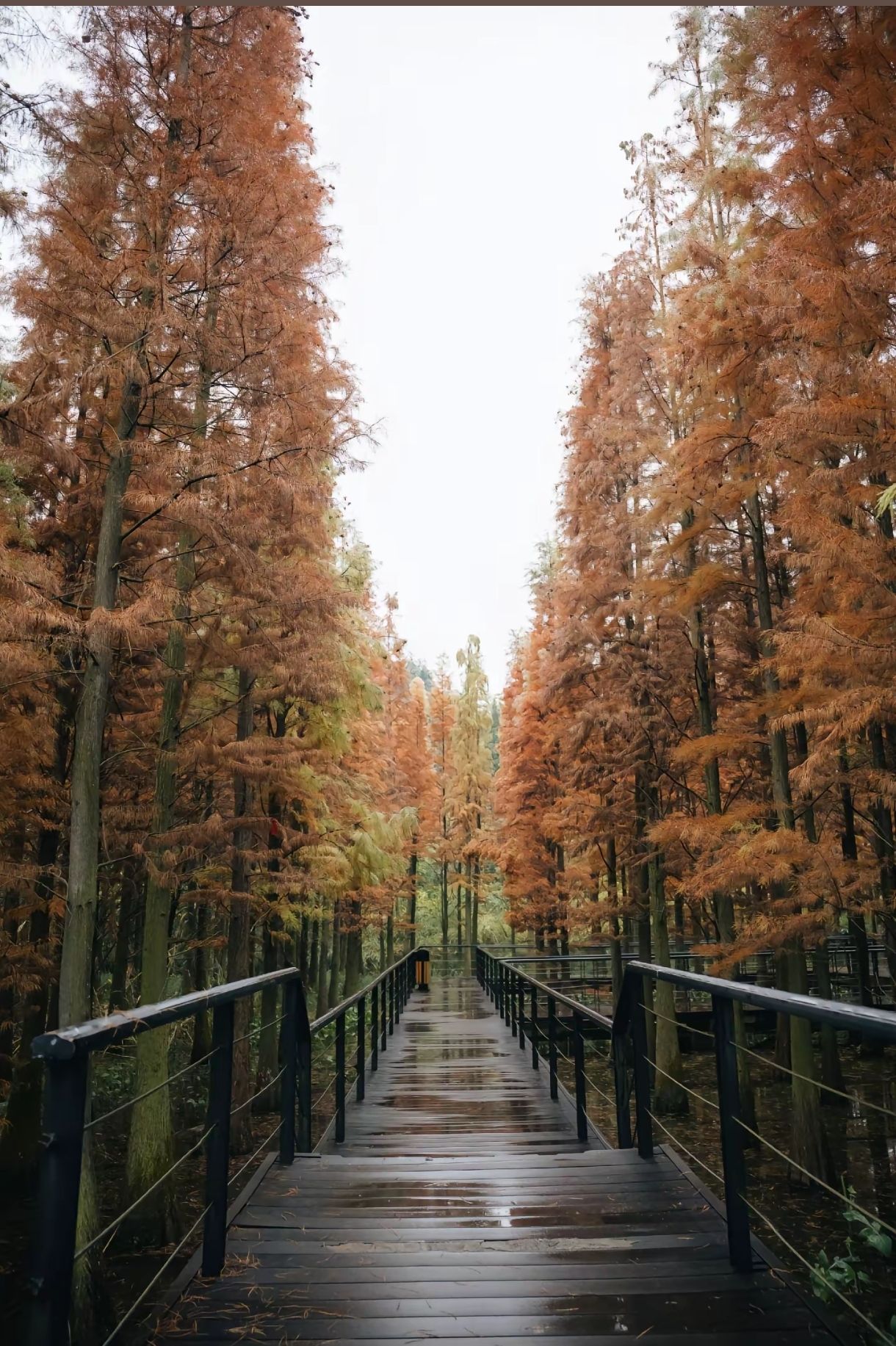 播州区播雅湿地公园旅行图片 1