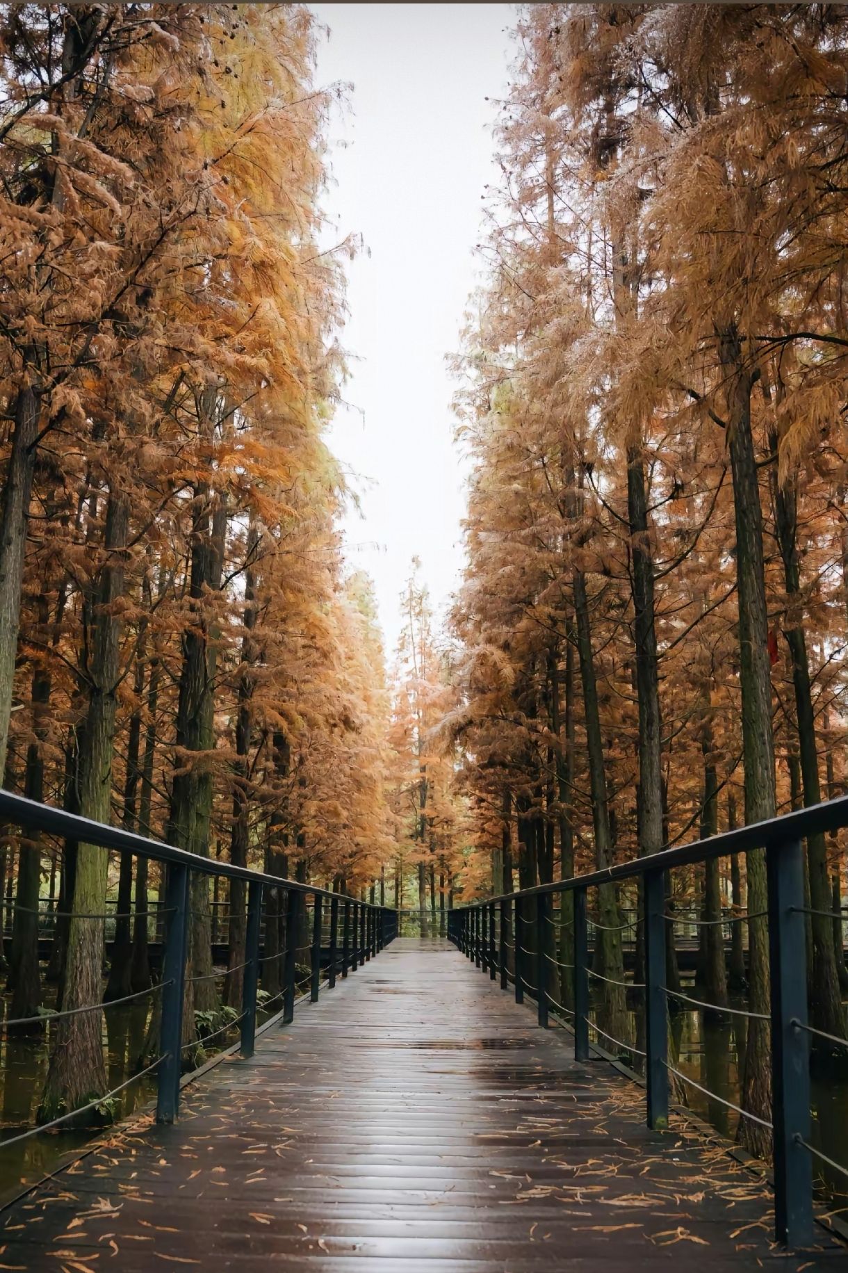 播州区播雅湿地公园旅行图片 2