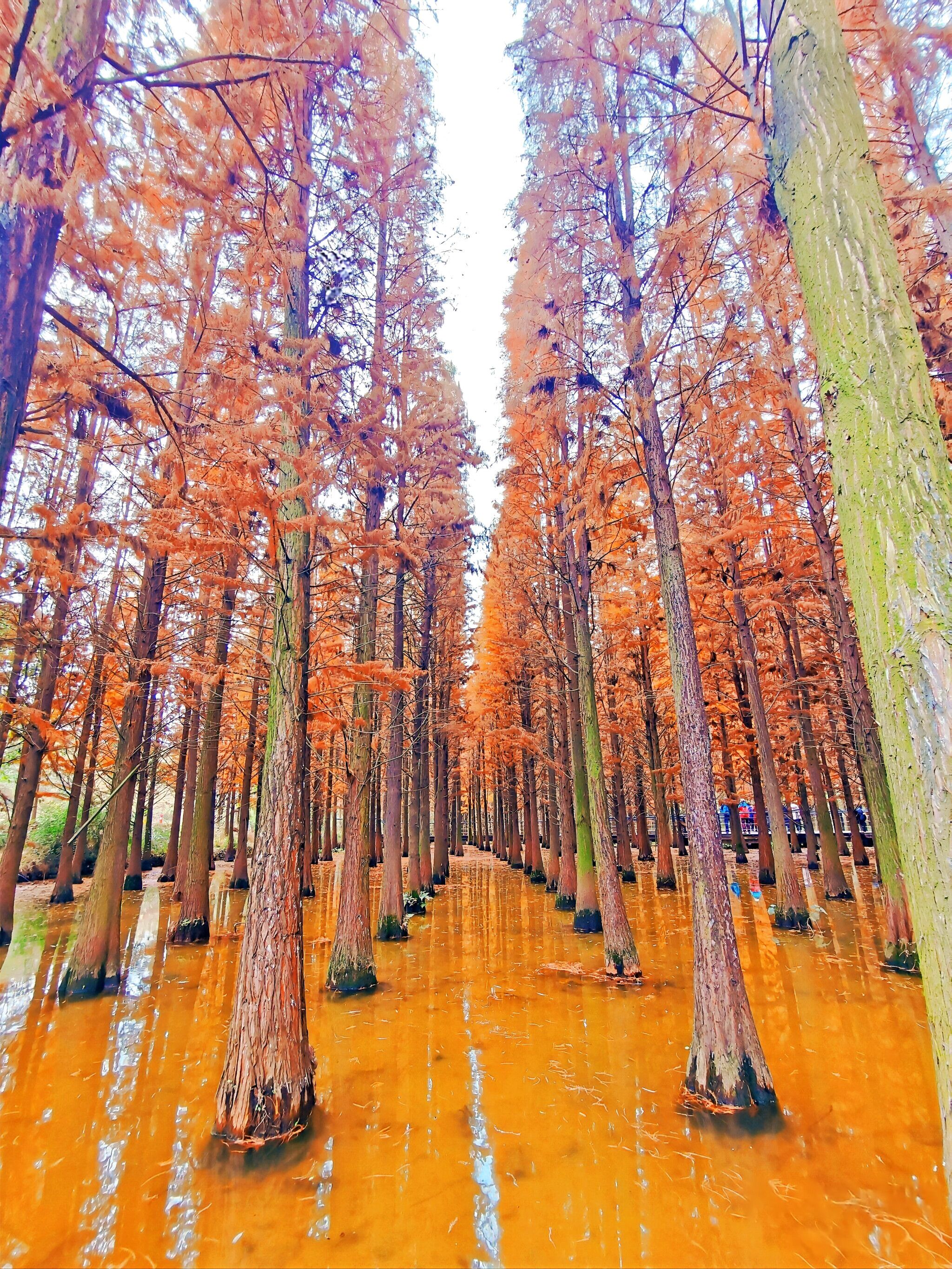 播州区播雅湿地公园旅行图片 1