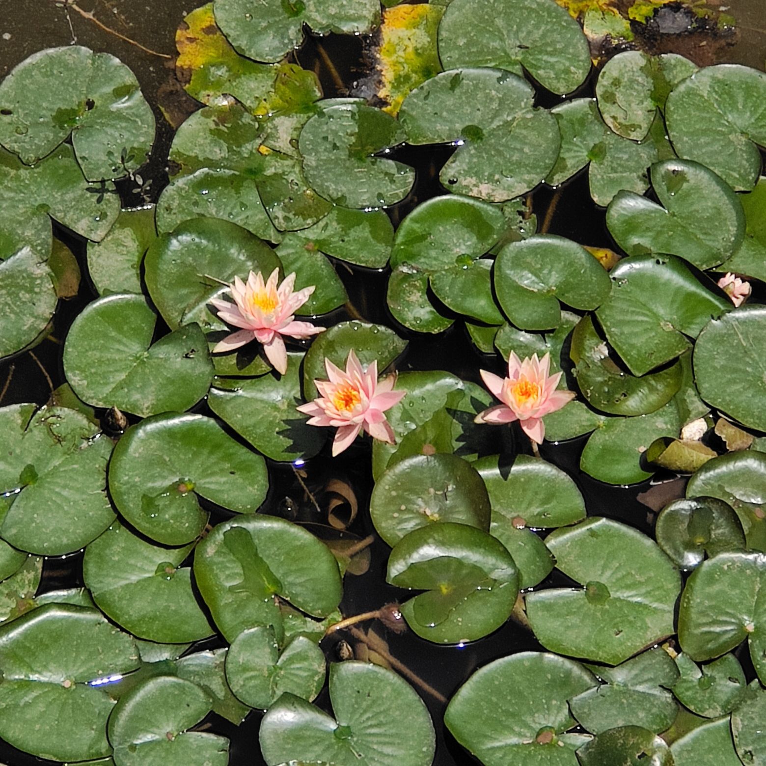 仁寿城市湿地公园旅行图片 1