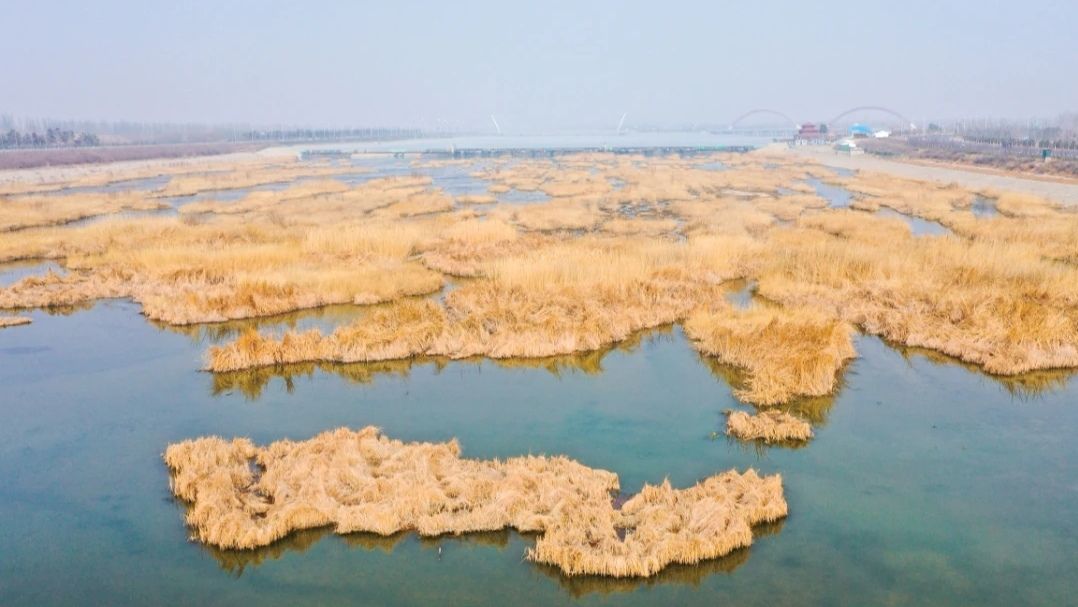 洋河湿地公园旅行图片 1