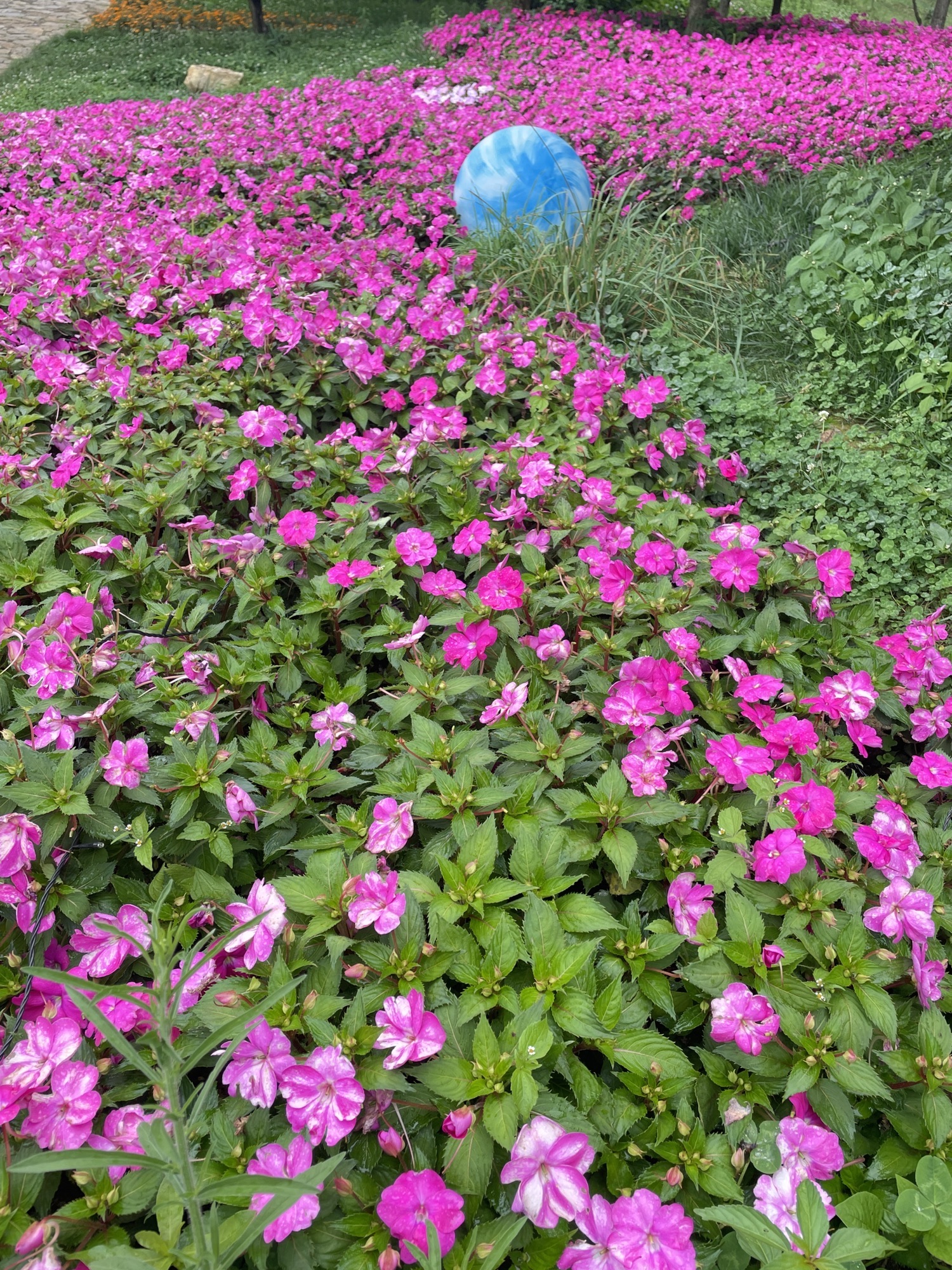 凉都花海温泉旅游度假区旅行图片 3