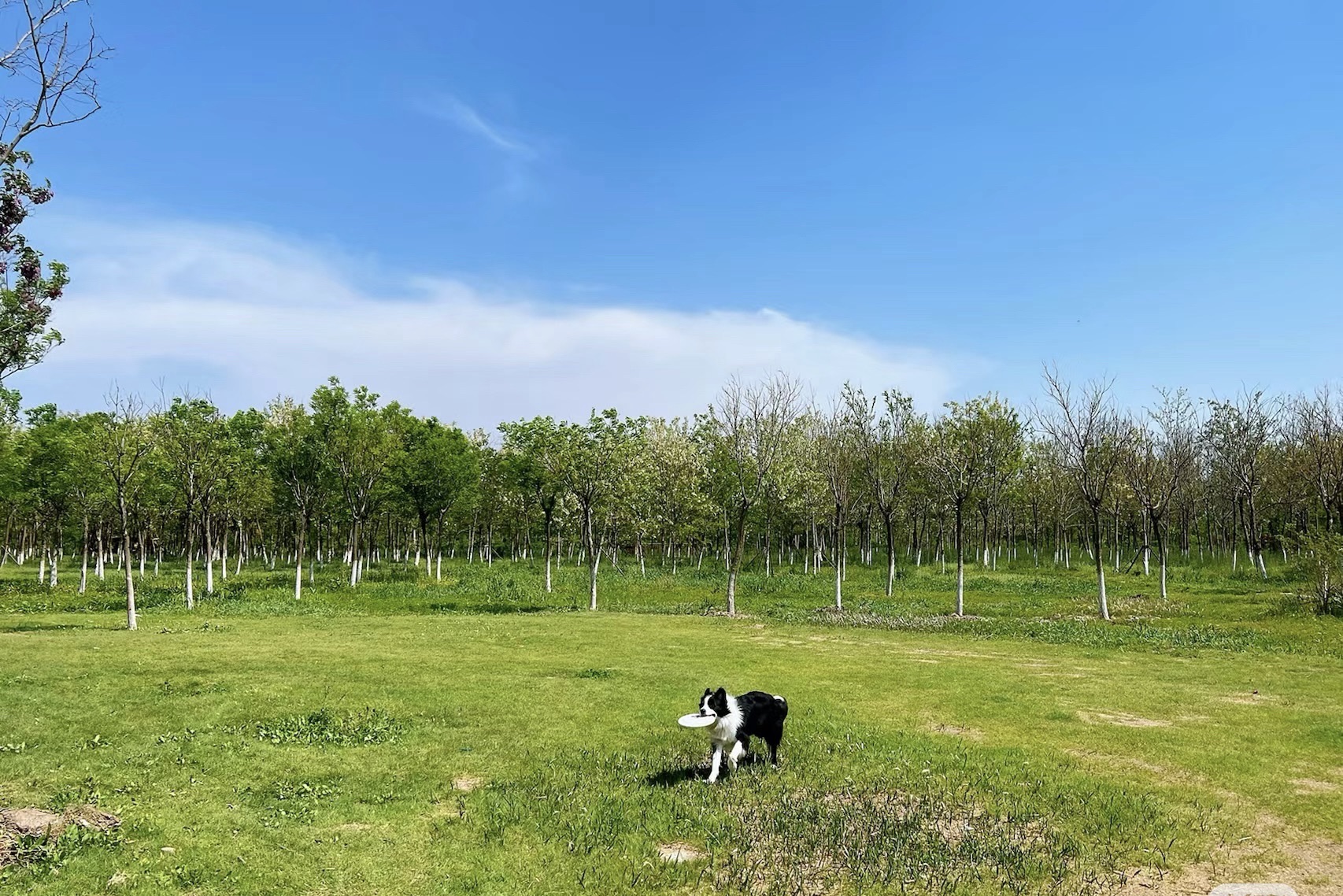 东丽郊野公园旅行图片 3