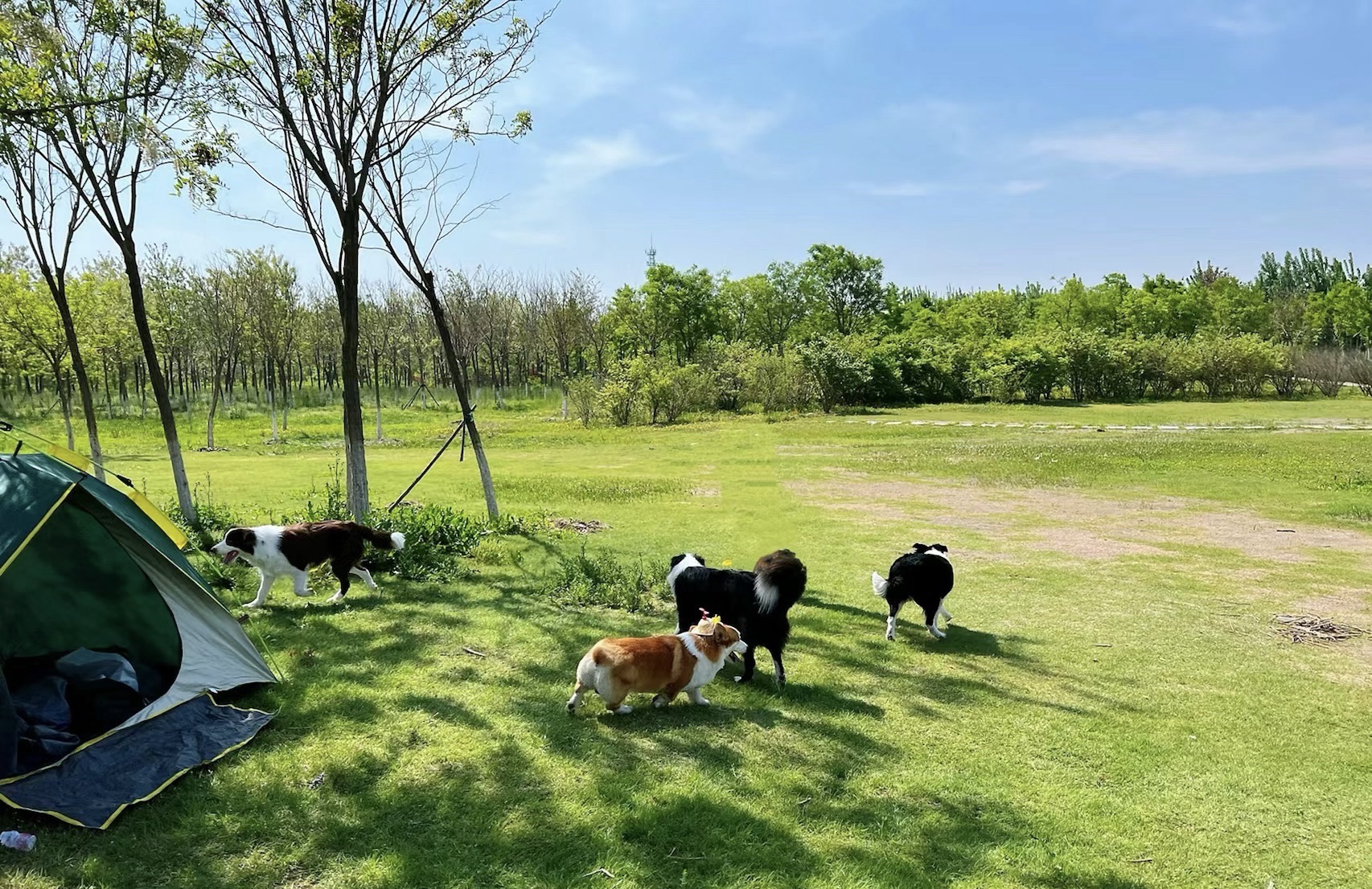 东丽郊野公园旅行图片 1