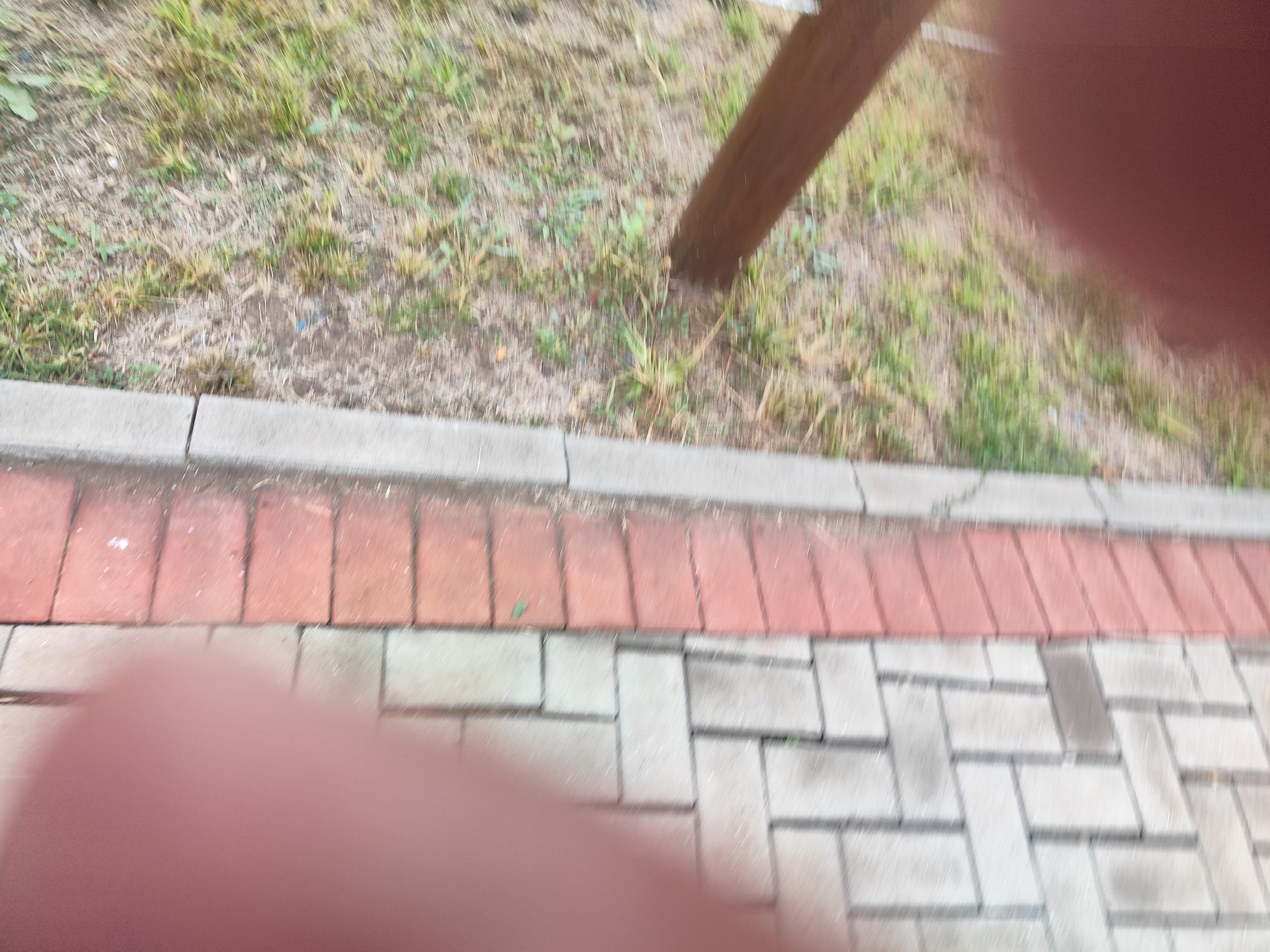 东丽郊野公园旅行图片 2