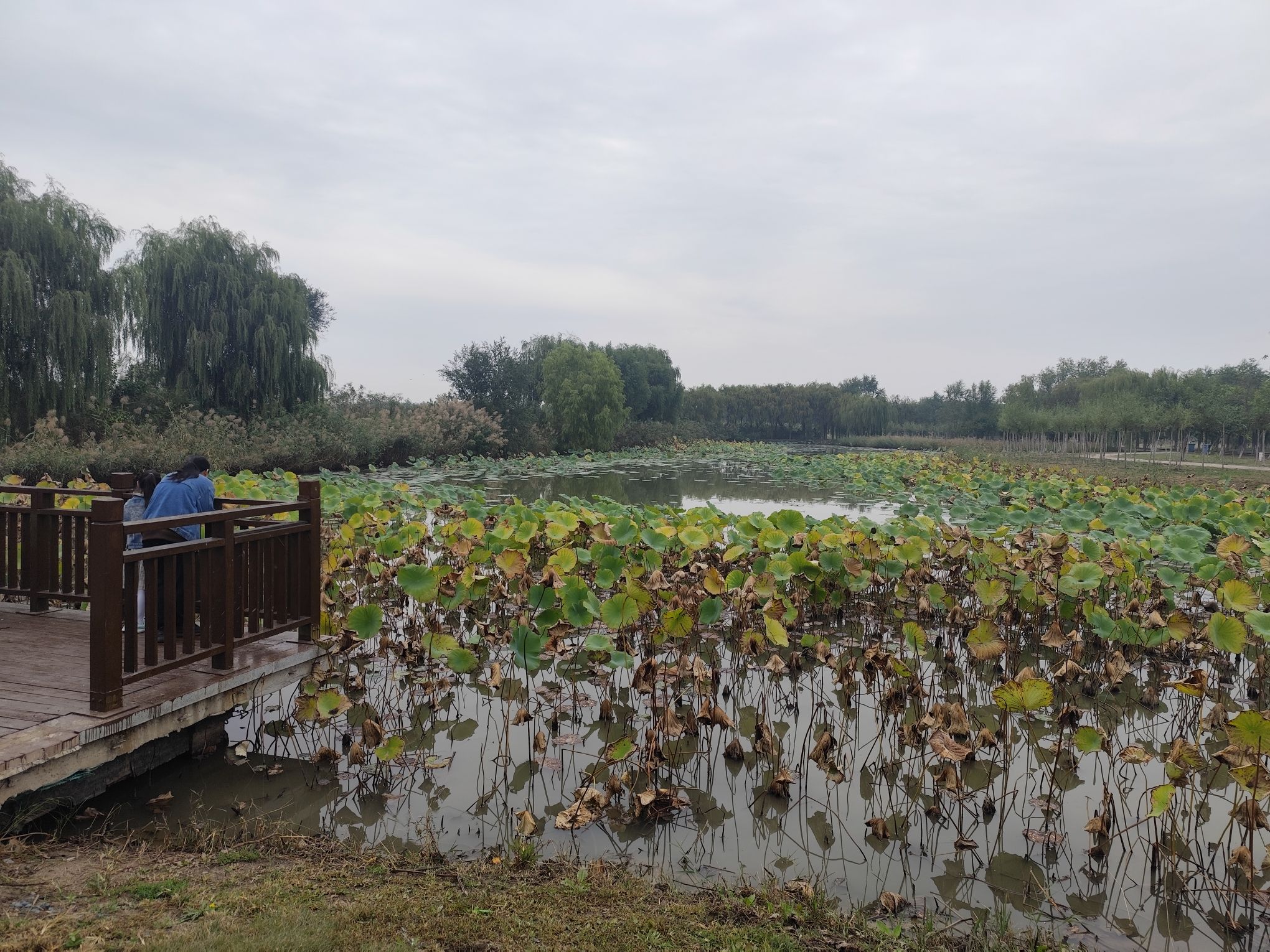 东丽郊野公园旅行图片 3