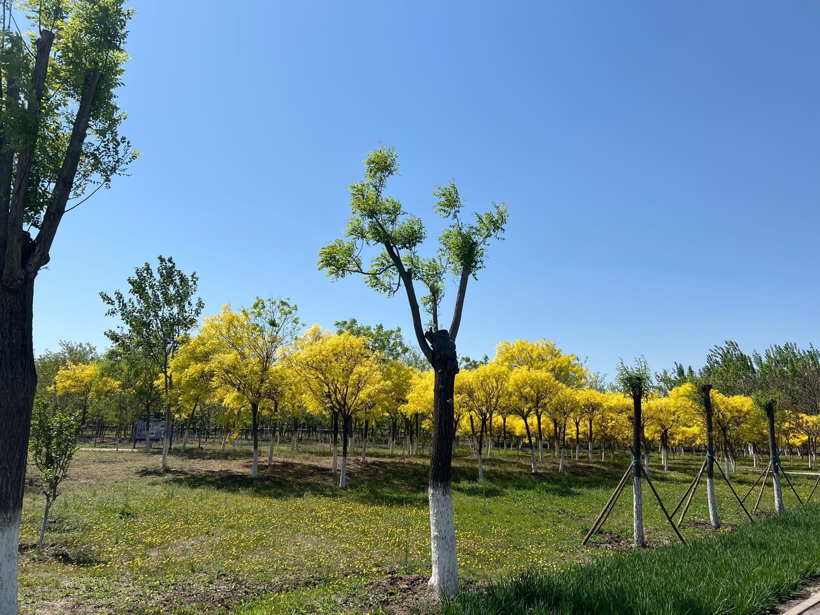 东丽郊野公园旅行图片 3