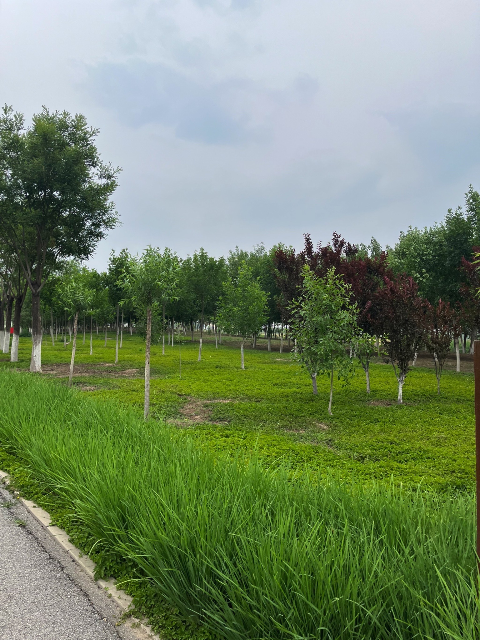 东丽郊野公园旅行图片 1