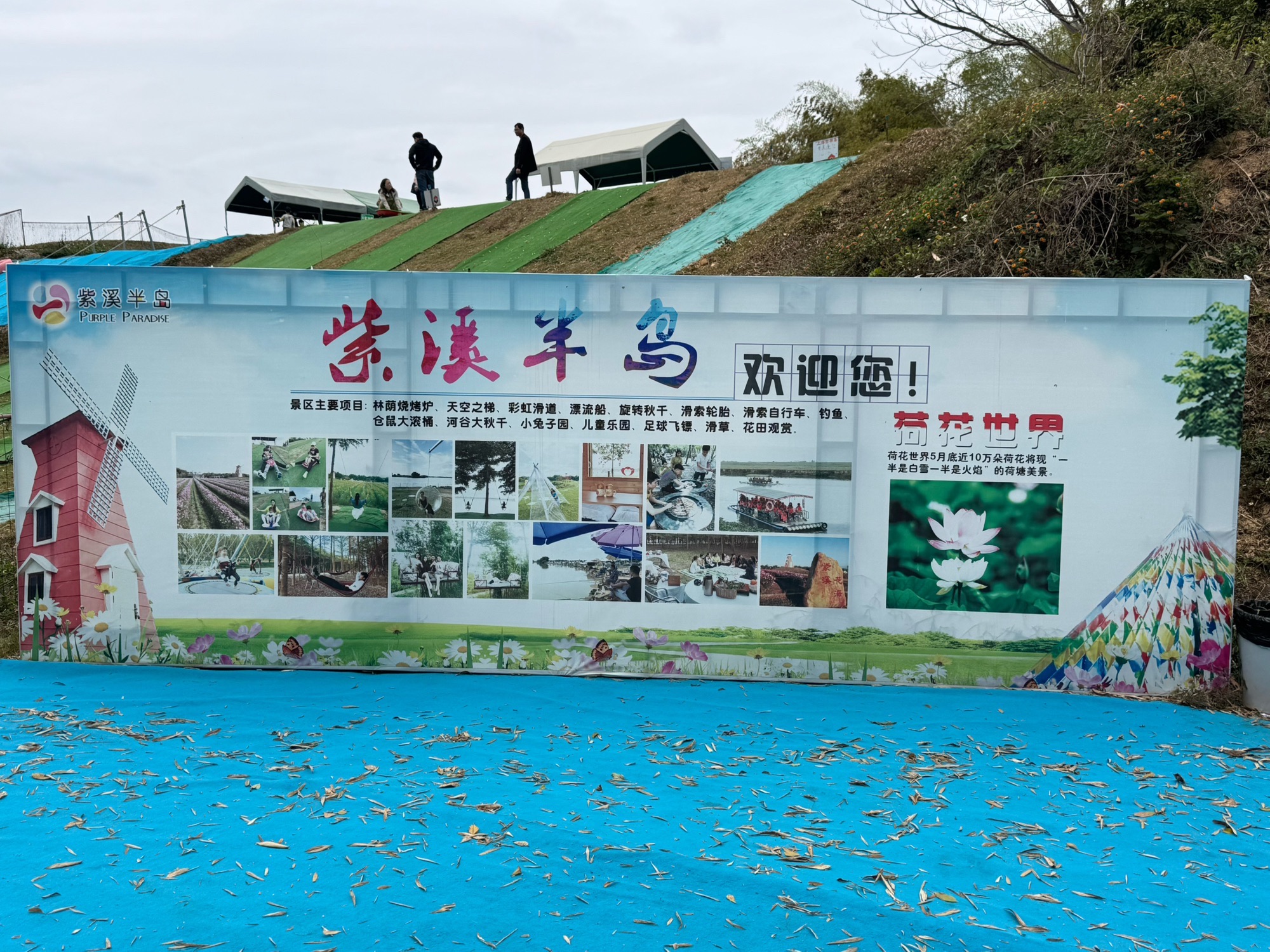 紫溪半岛花海世界旅行图片 1