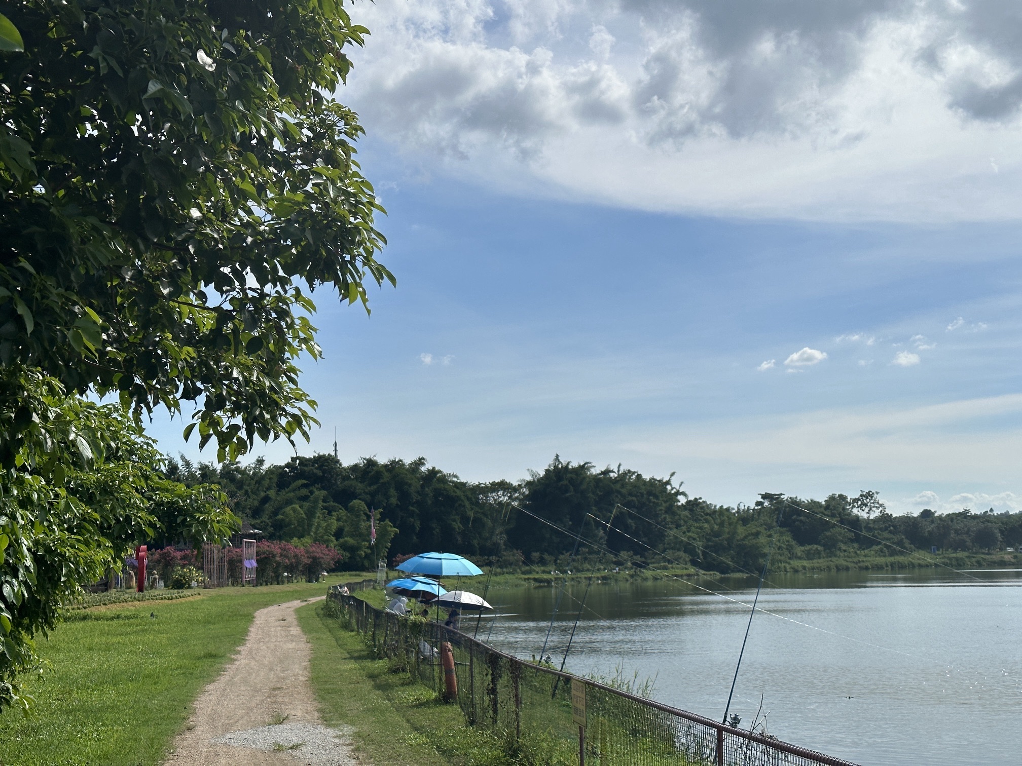 紫溪半岛花海世界旅行图片 3