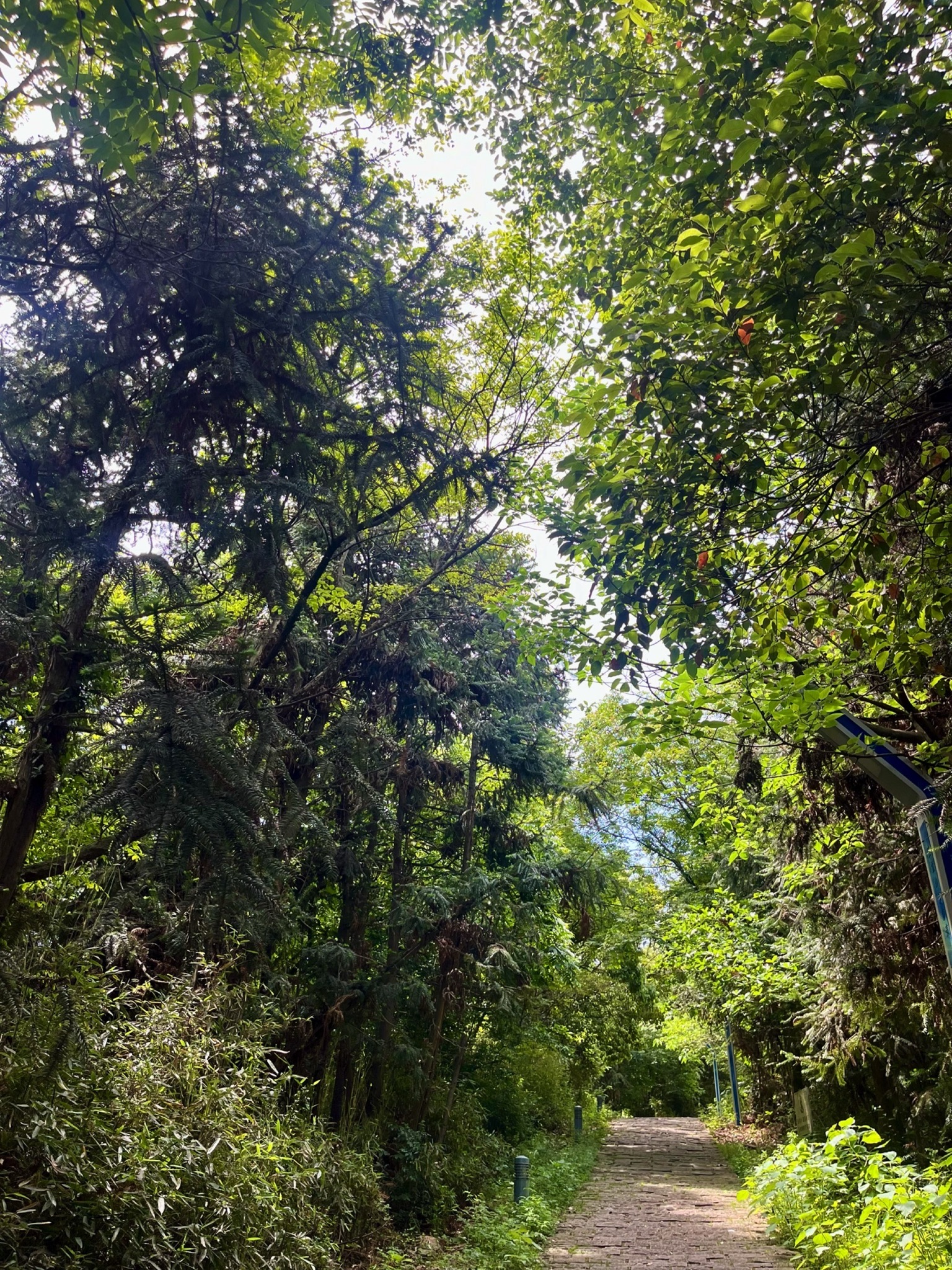 五龙山旅行图片 1