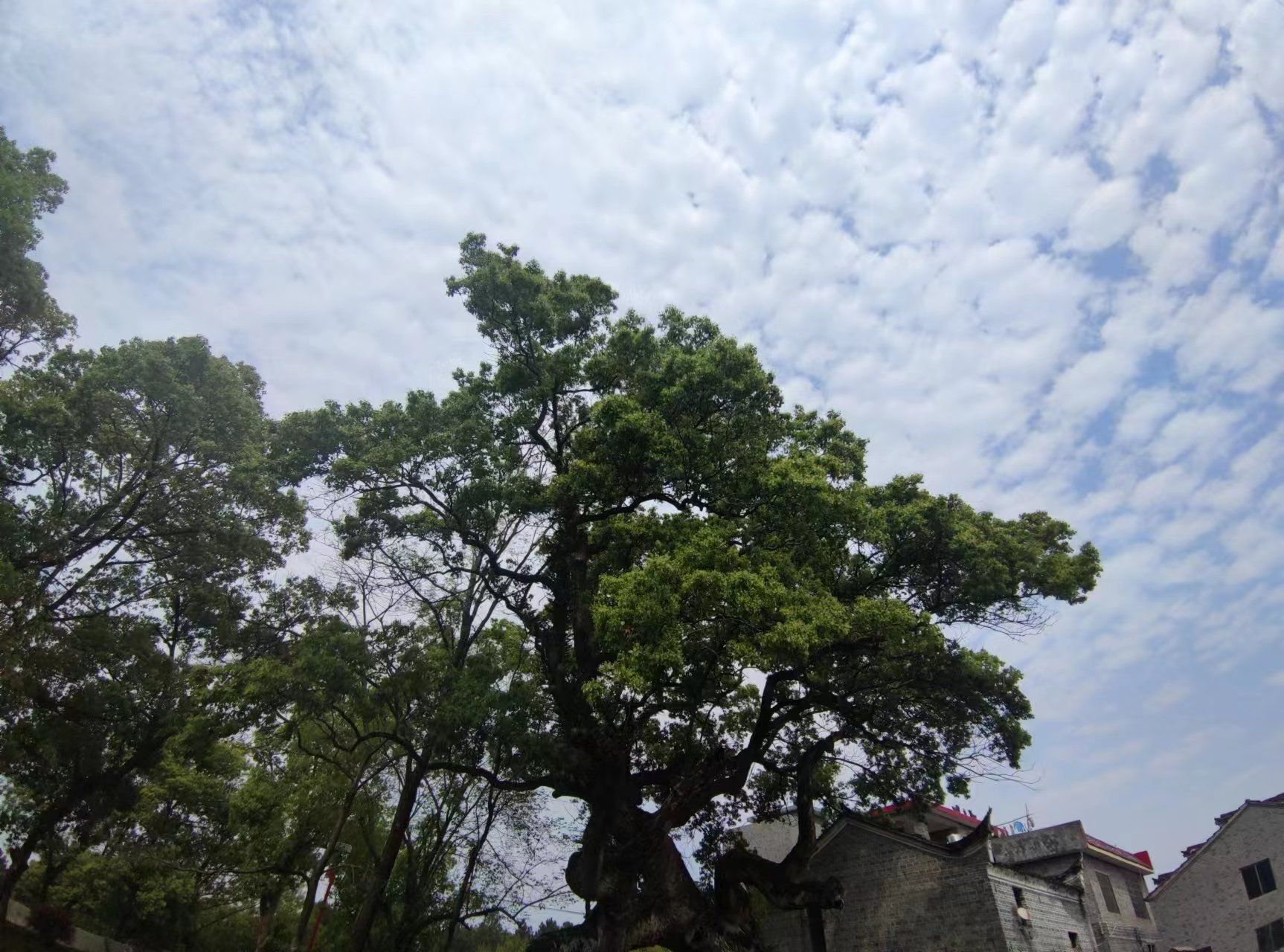 渼陂古村旅行图片 2