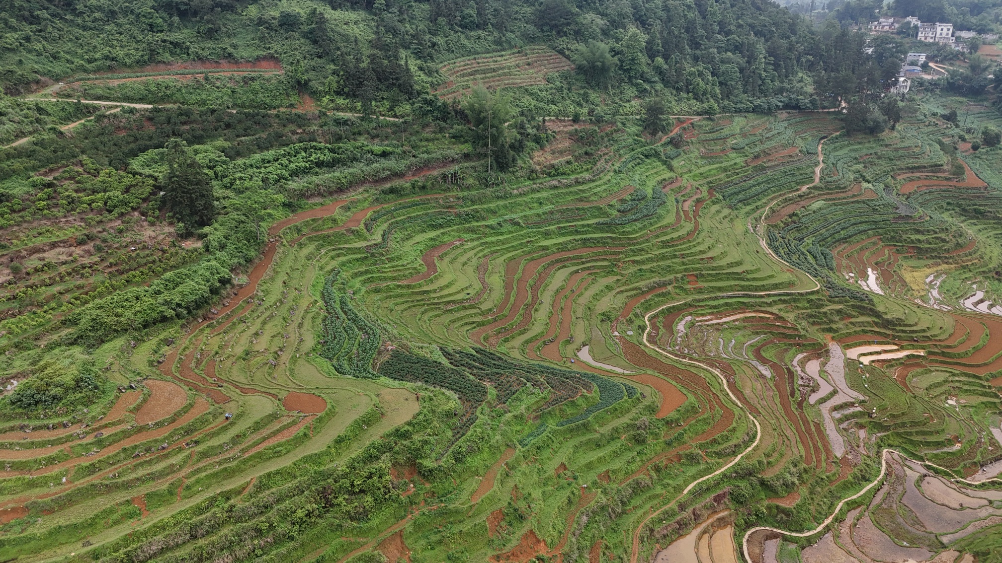 巴泽梯田旅行图片 3
