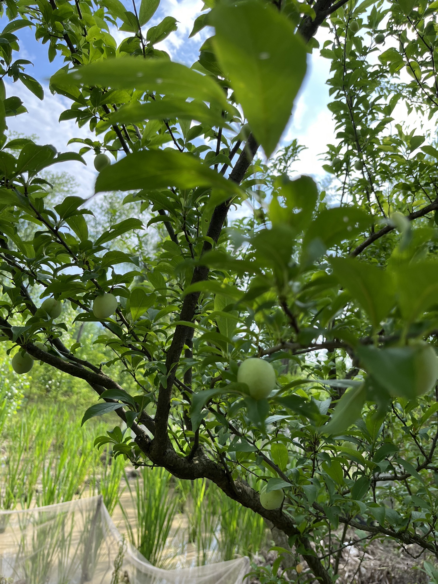 临海三江湿地公园旅行图片 1