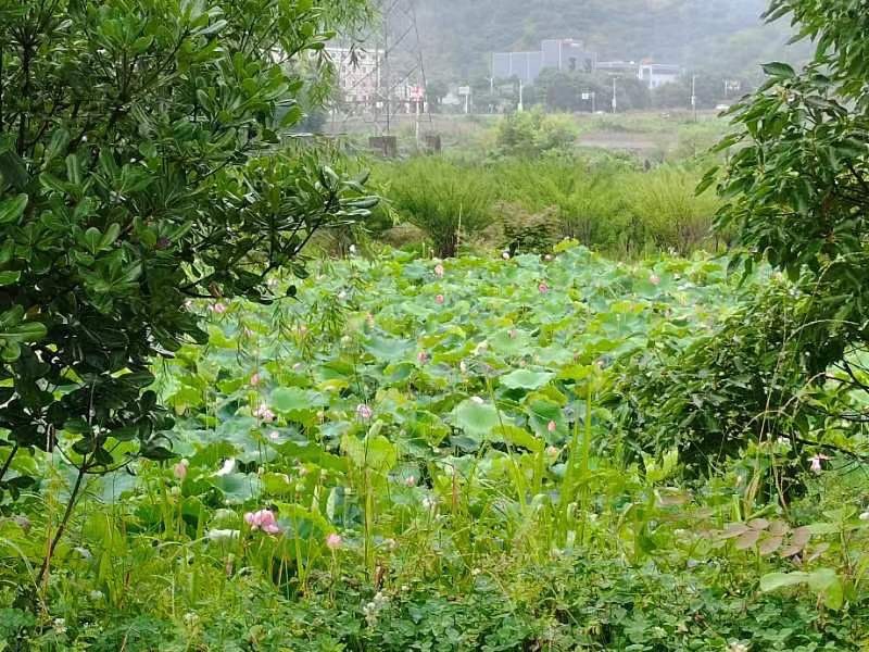 临海三江湿地公园
