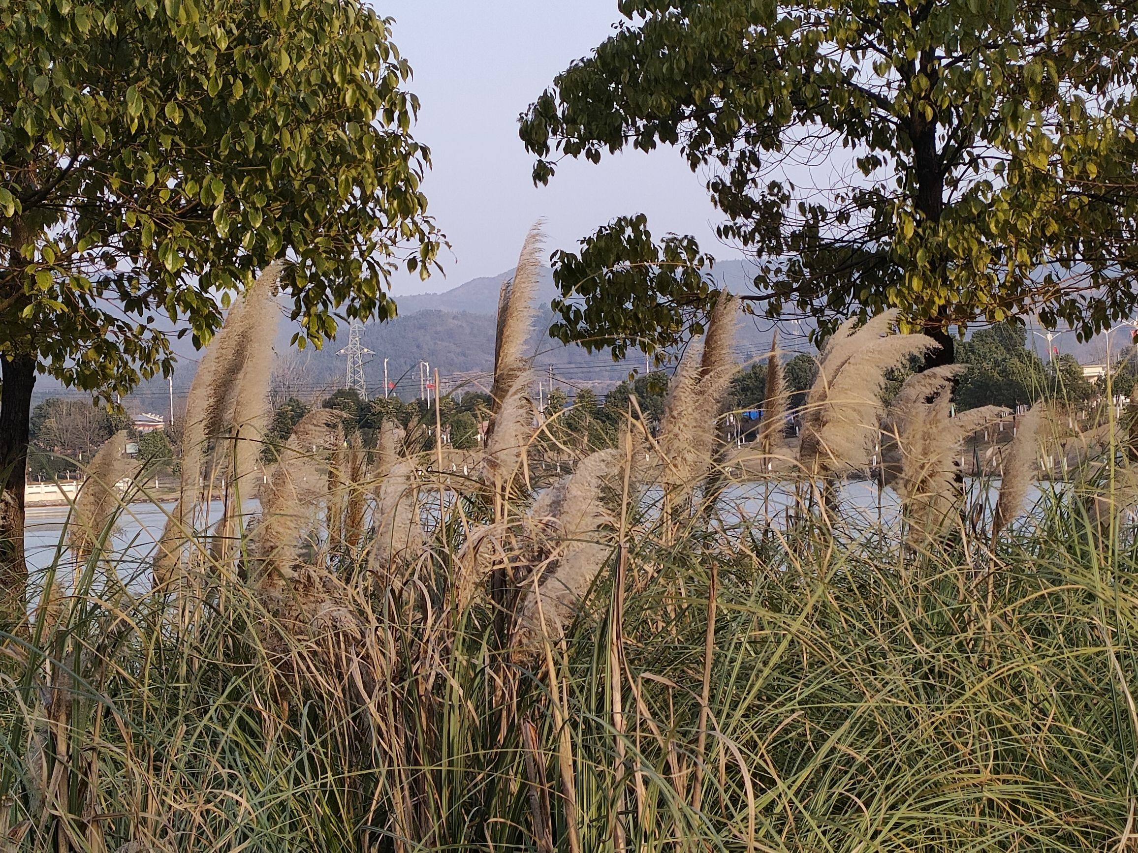白马湖湿地公园旅行图片 3