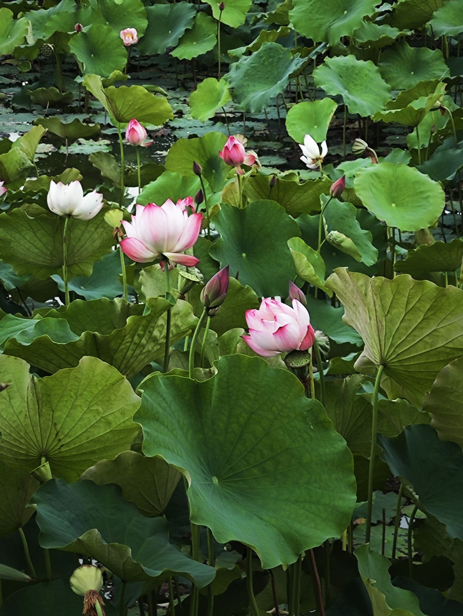 白马湖公园旅行图片 3