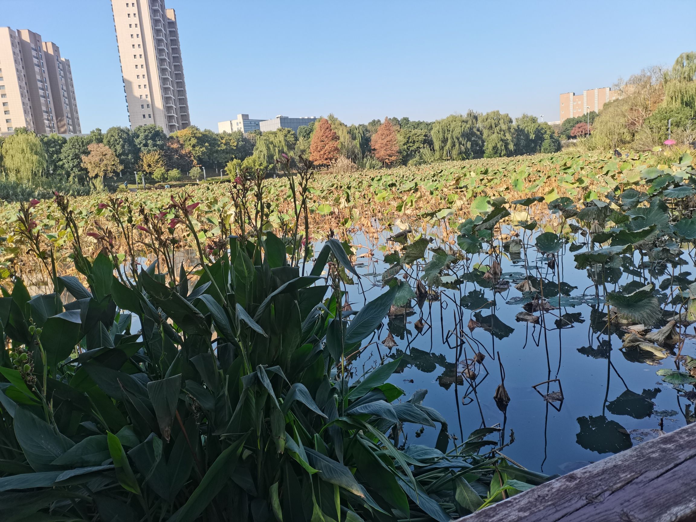 丝兰湖公园旅行图片 1