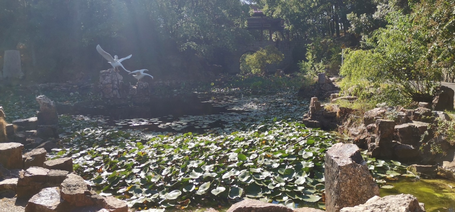 石峰公园-天鹅池