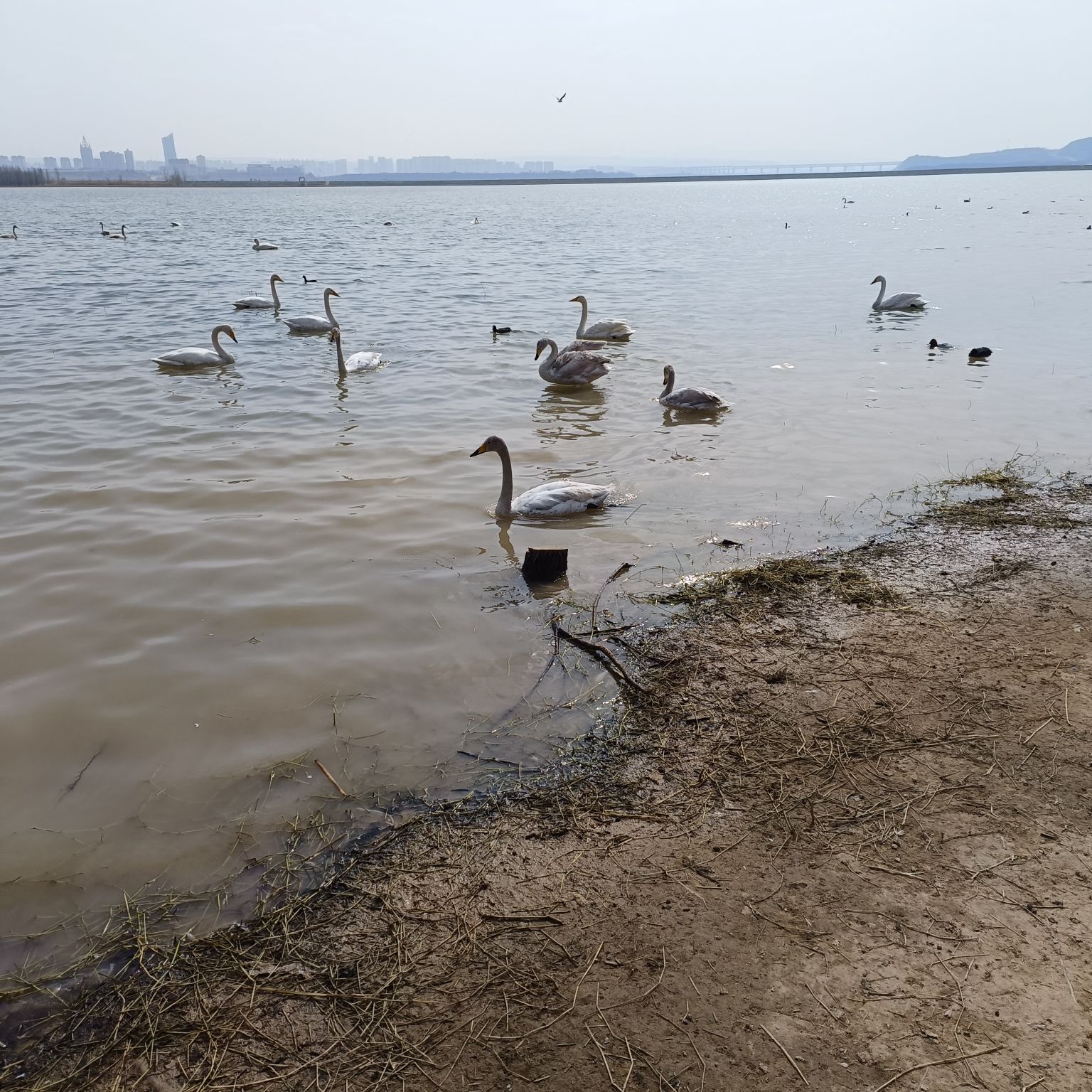 大天鹅景区旅行图片 3