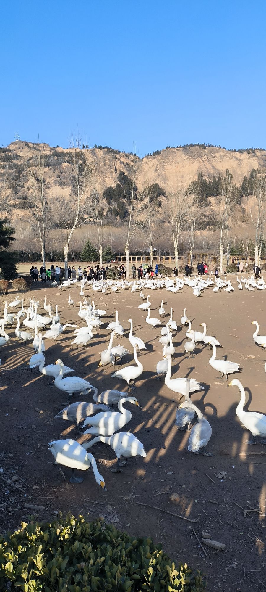 大天鹅景区旅行图片 1