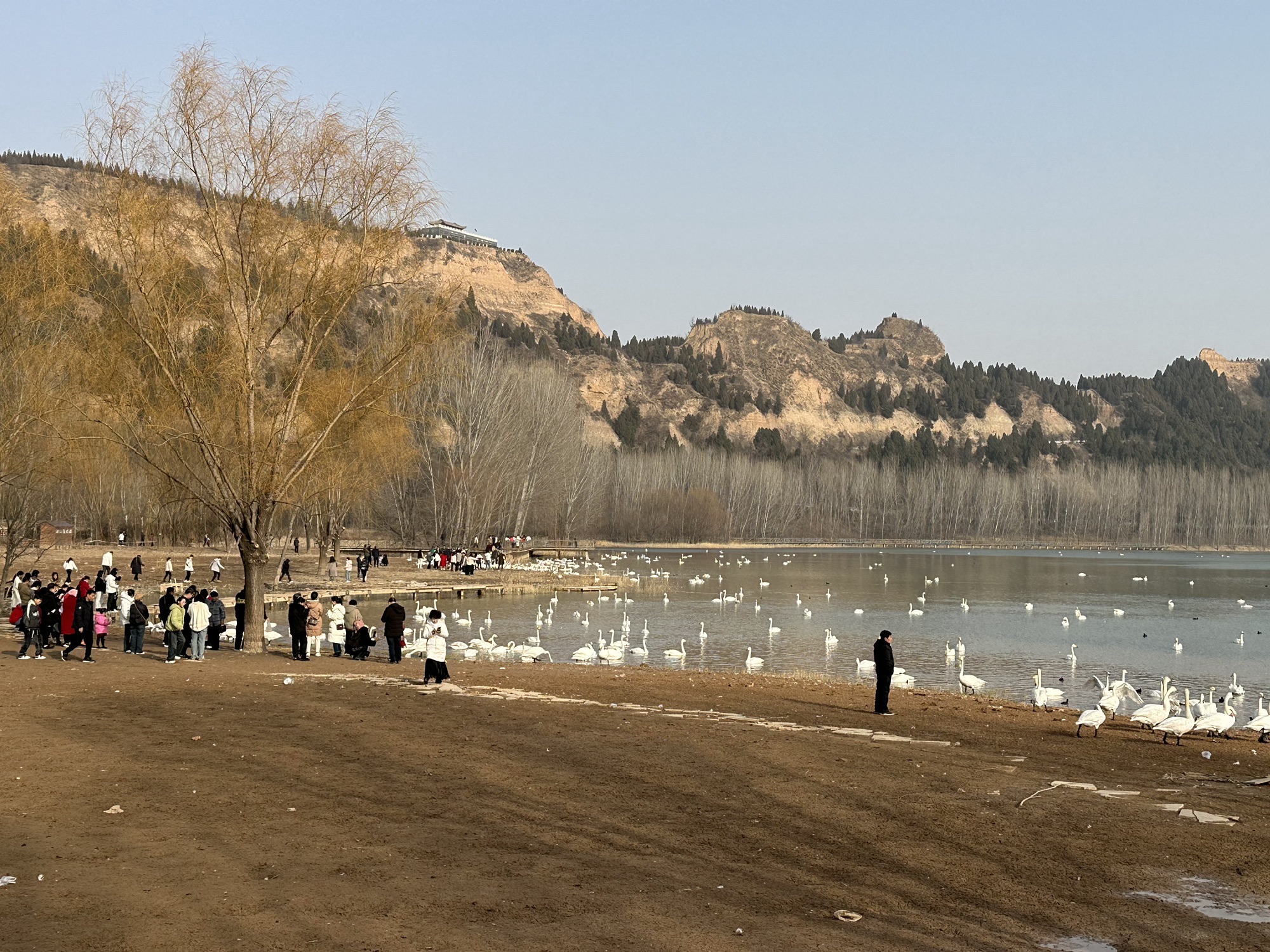大天鹅景区旅行图片 1