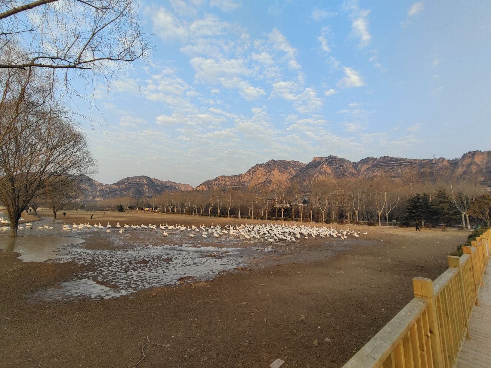 大天鹅景区旅行图片 2