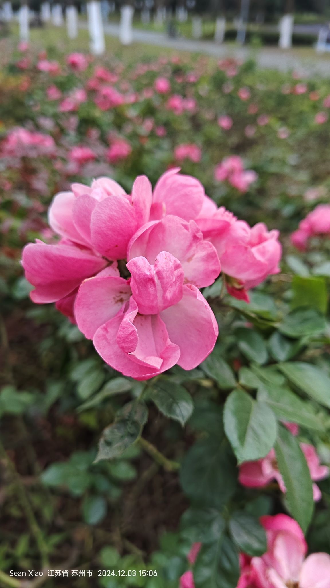 巴城生态湿地公园旅行图片 3
