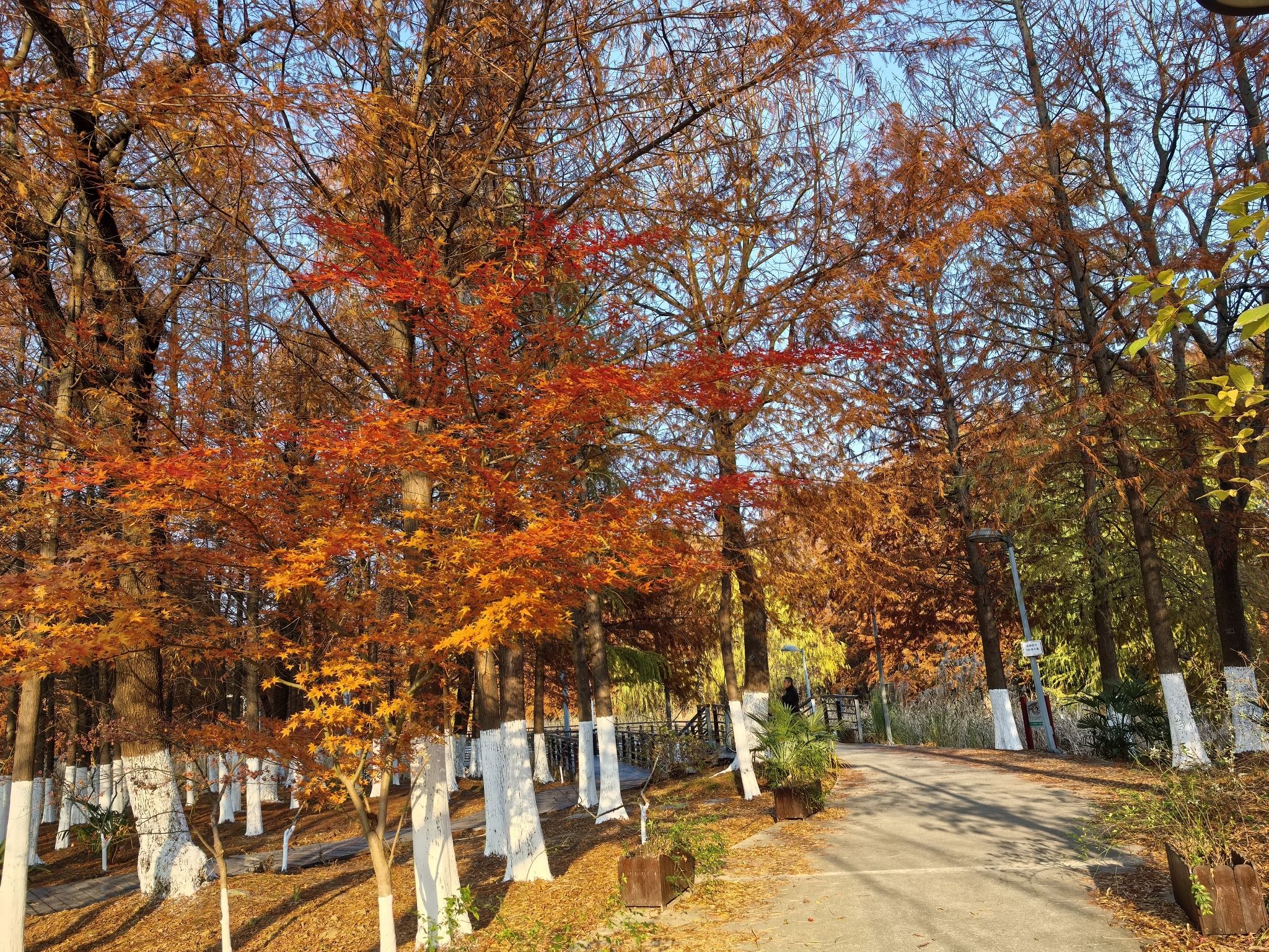 巴城生态湿地公园旅行图片 3