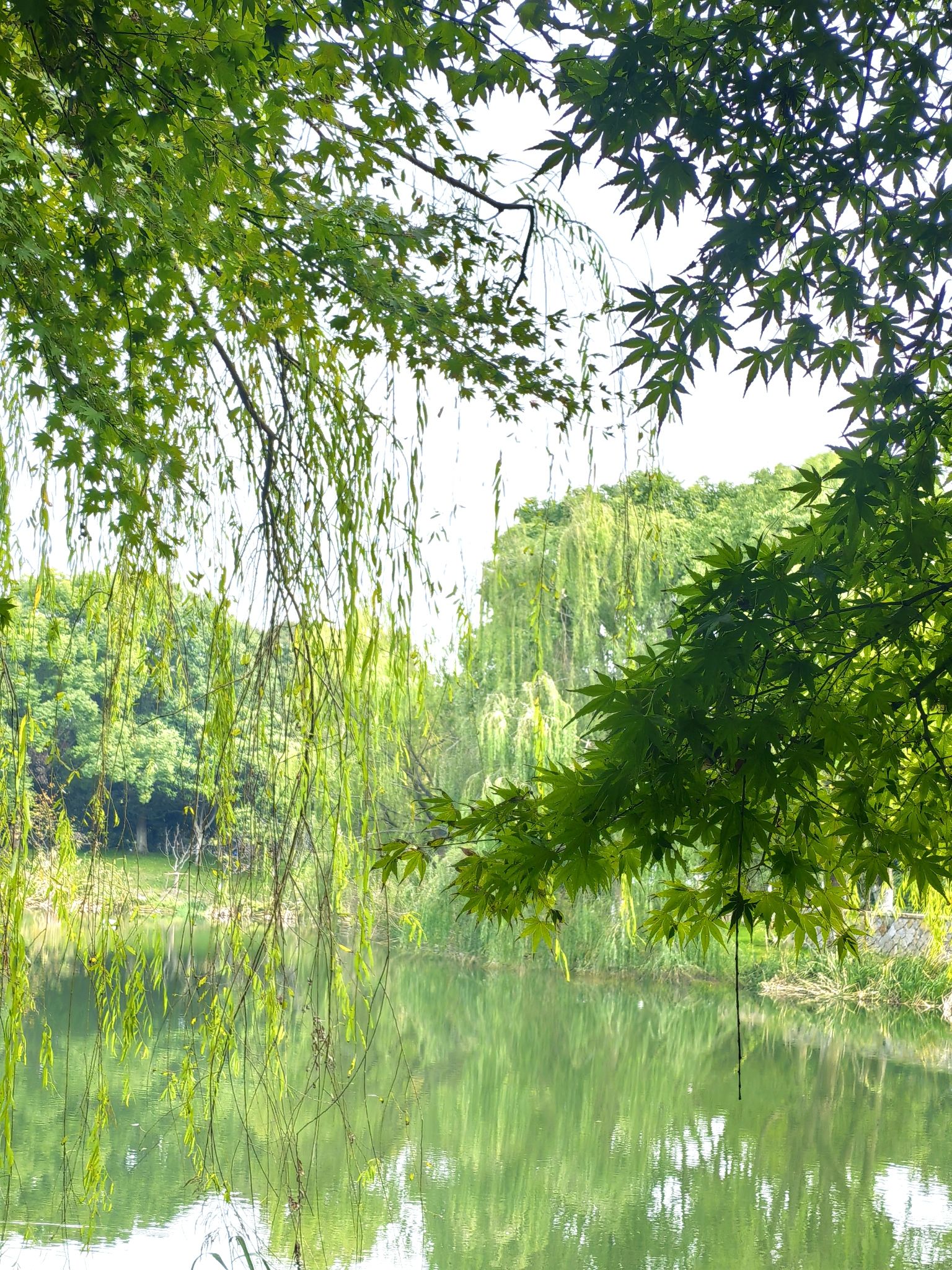 巴城生态湿地公园旅行图片 2