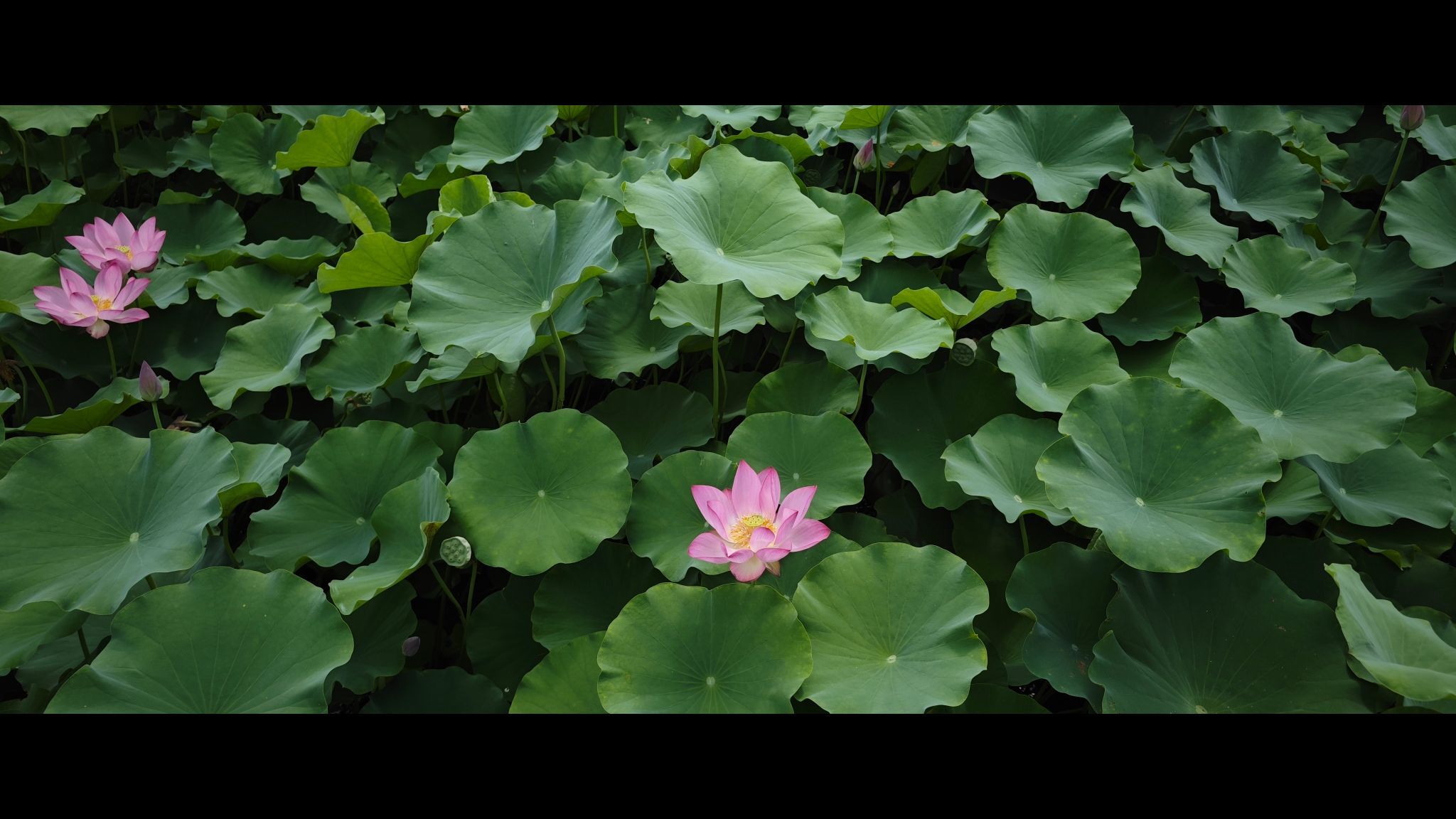 千竹公园旅行图片 1