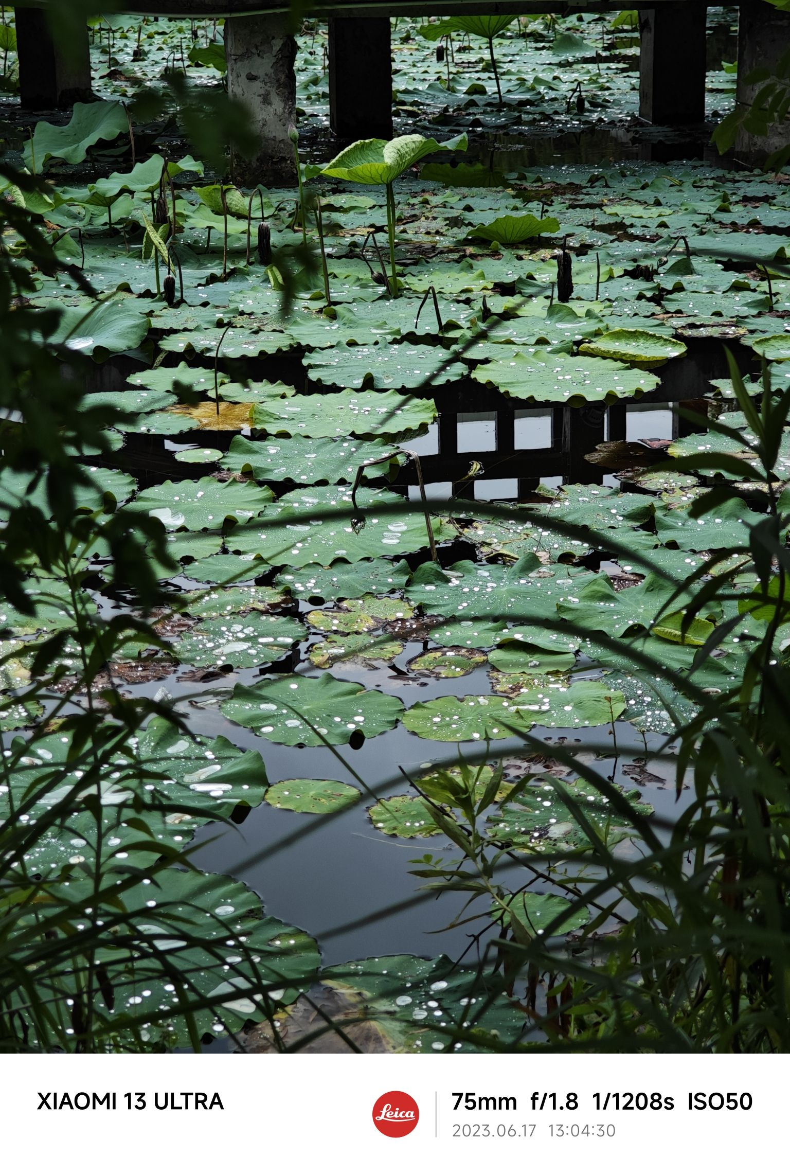 千竹公园旅行图片 3