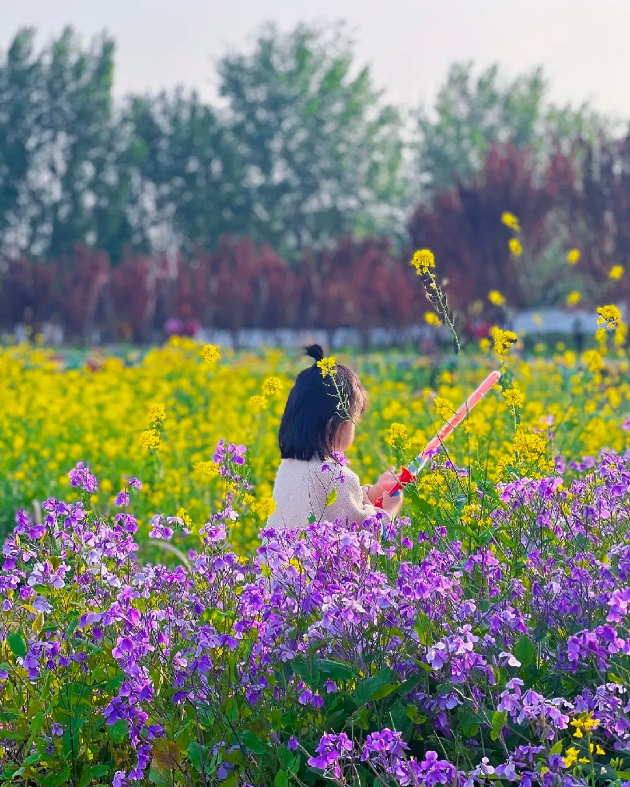 中国薰衣草庄园旅行图片 1