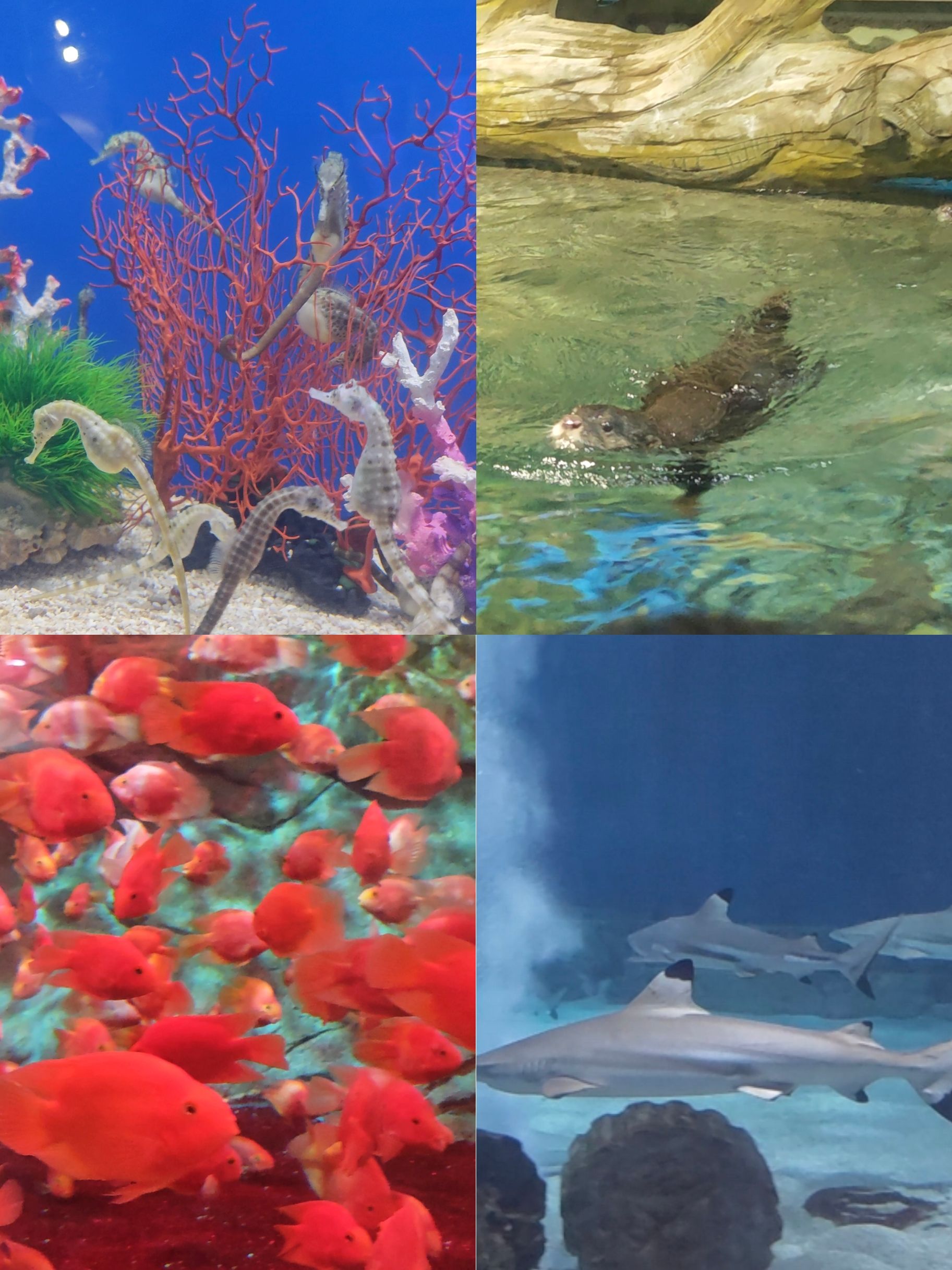 重庆汉海海洋公园旅行图片 3