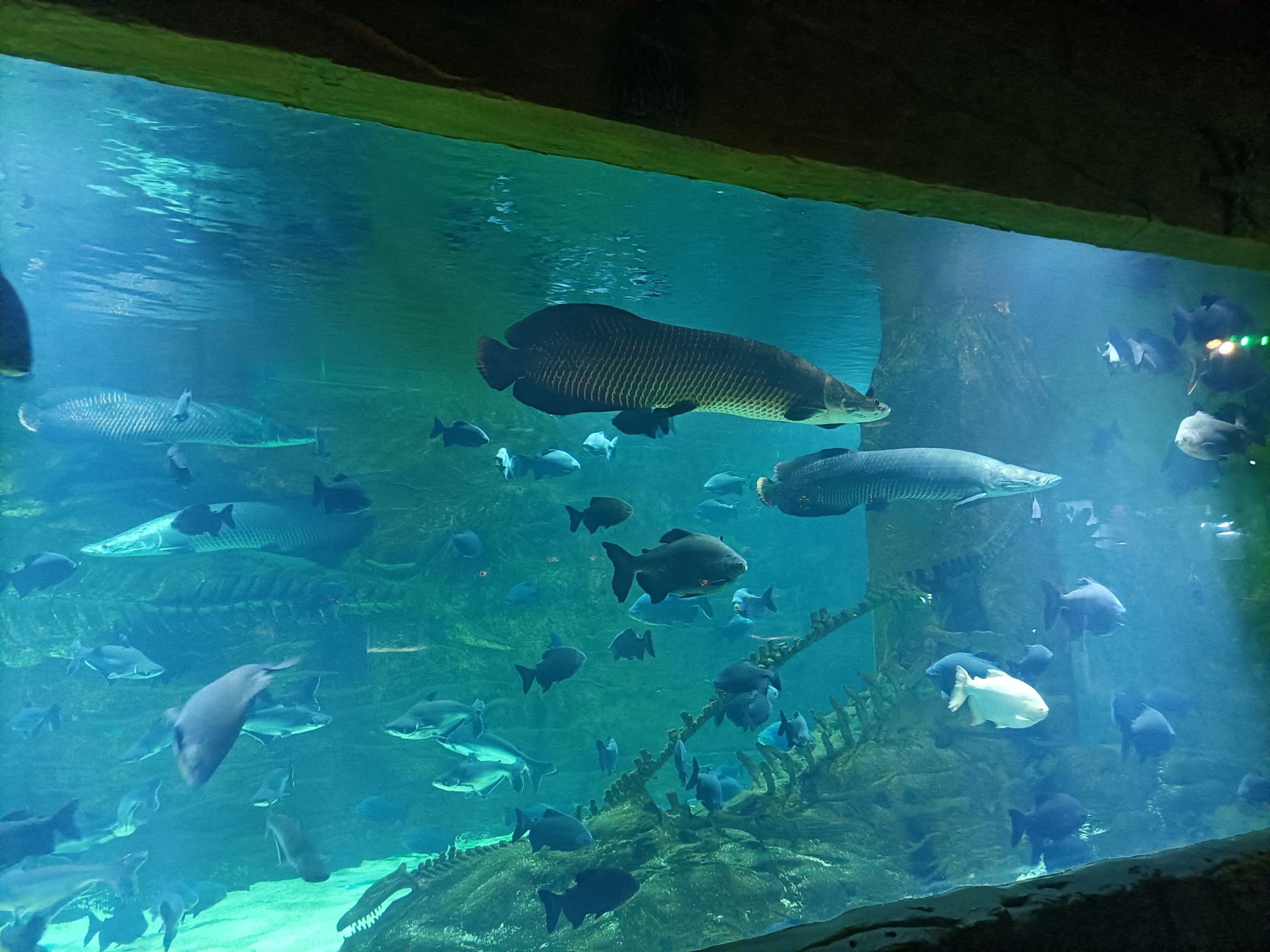 重庆汉海海洋公园旅行图片 1