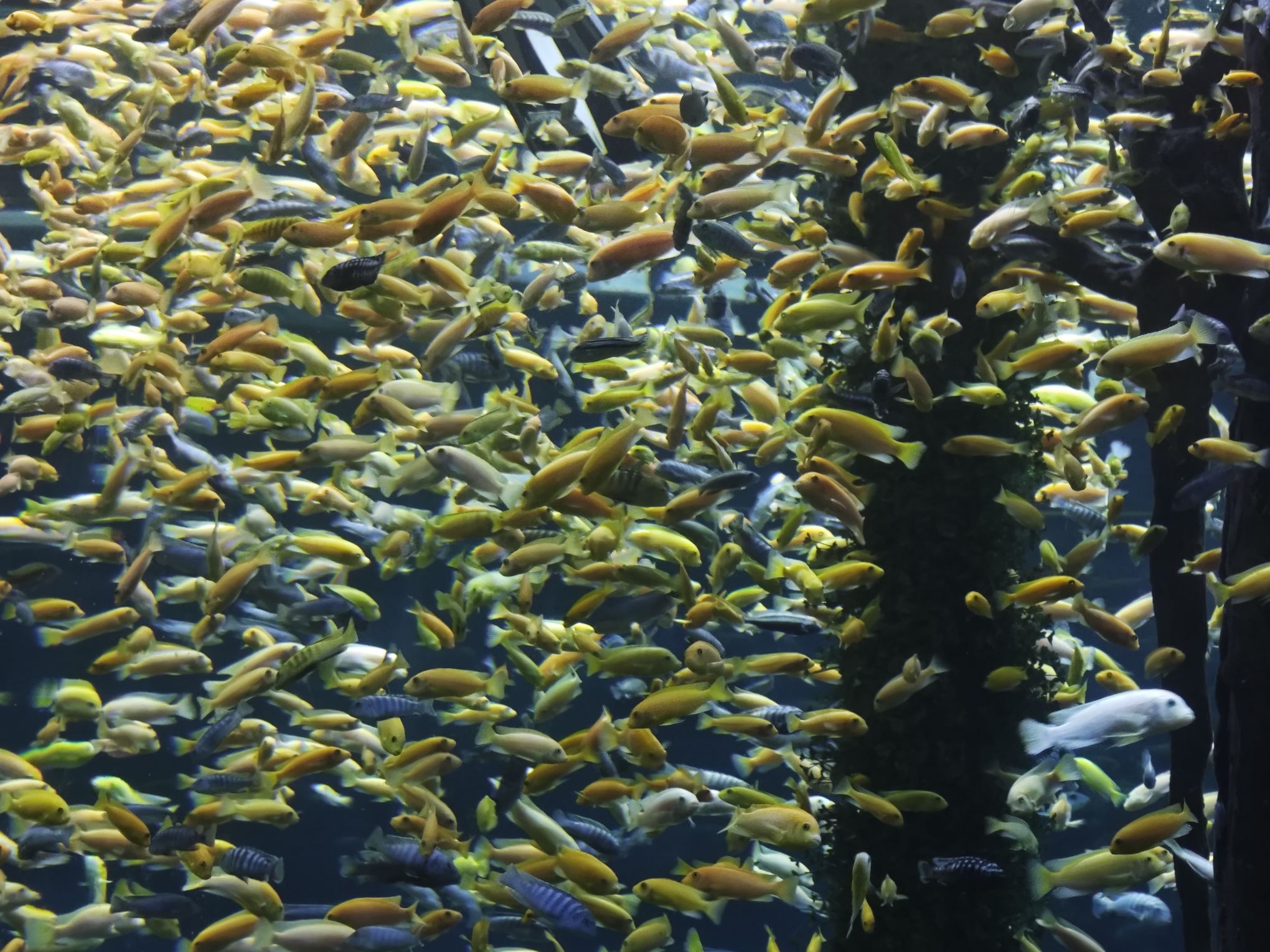 重庆汉海海洋公园旅行图片 2