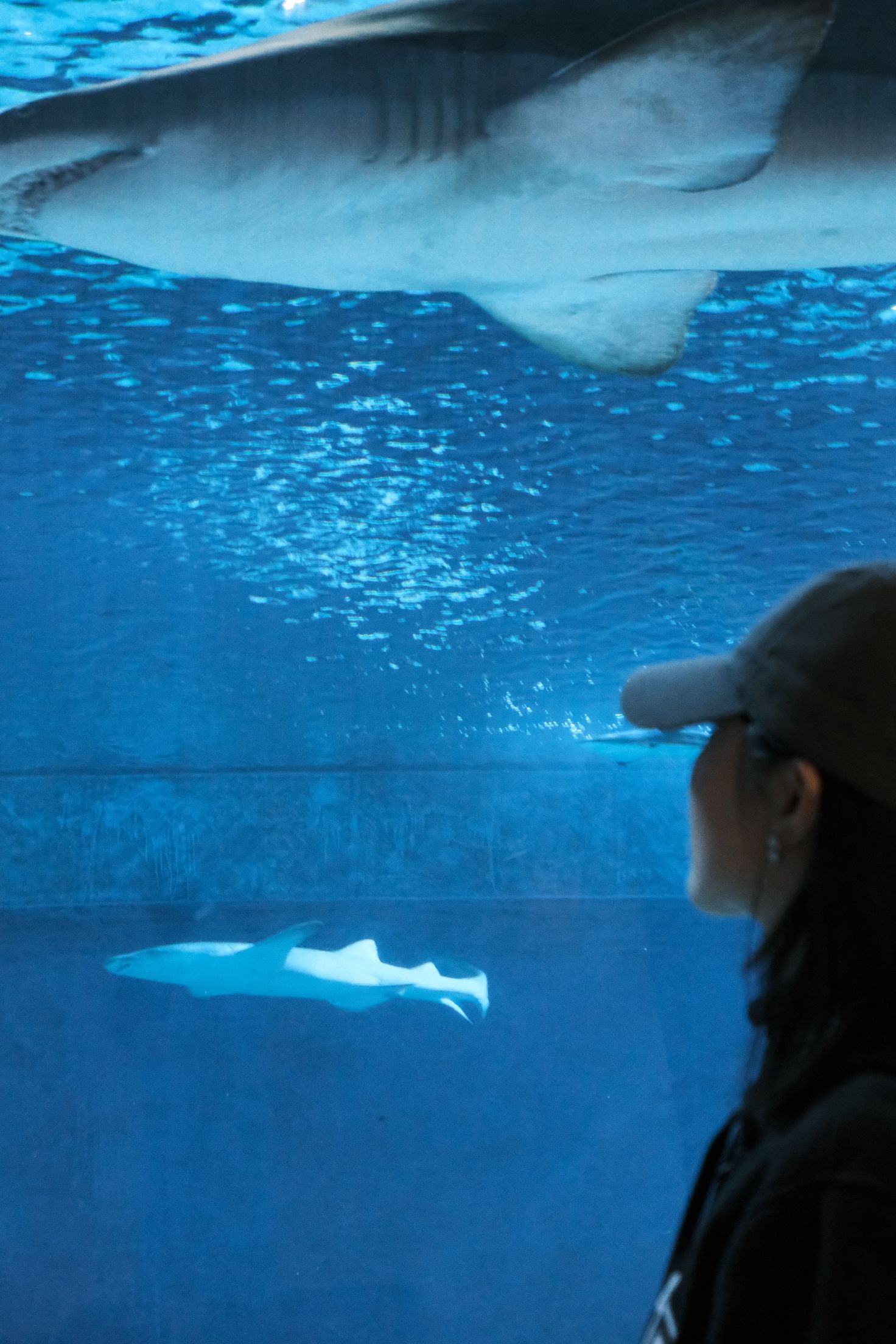 重庆汉海海洋公园旅行图片 2