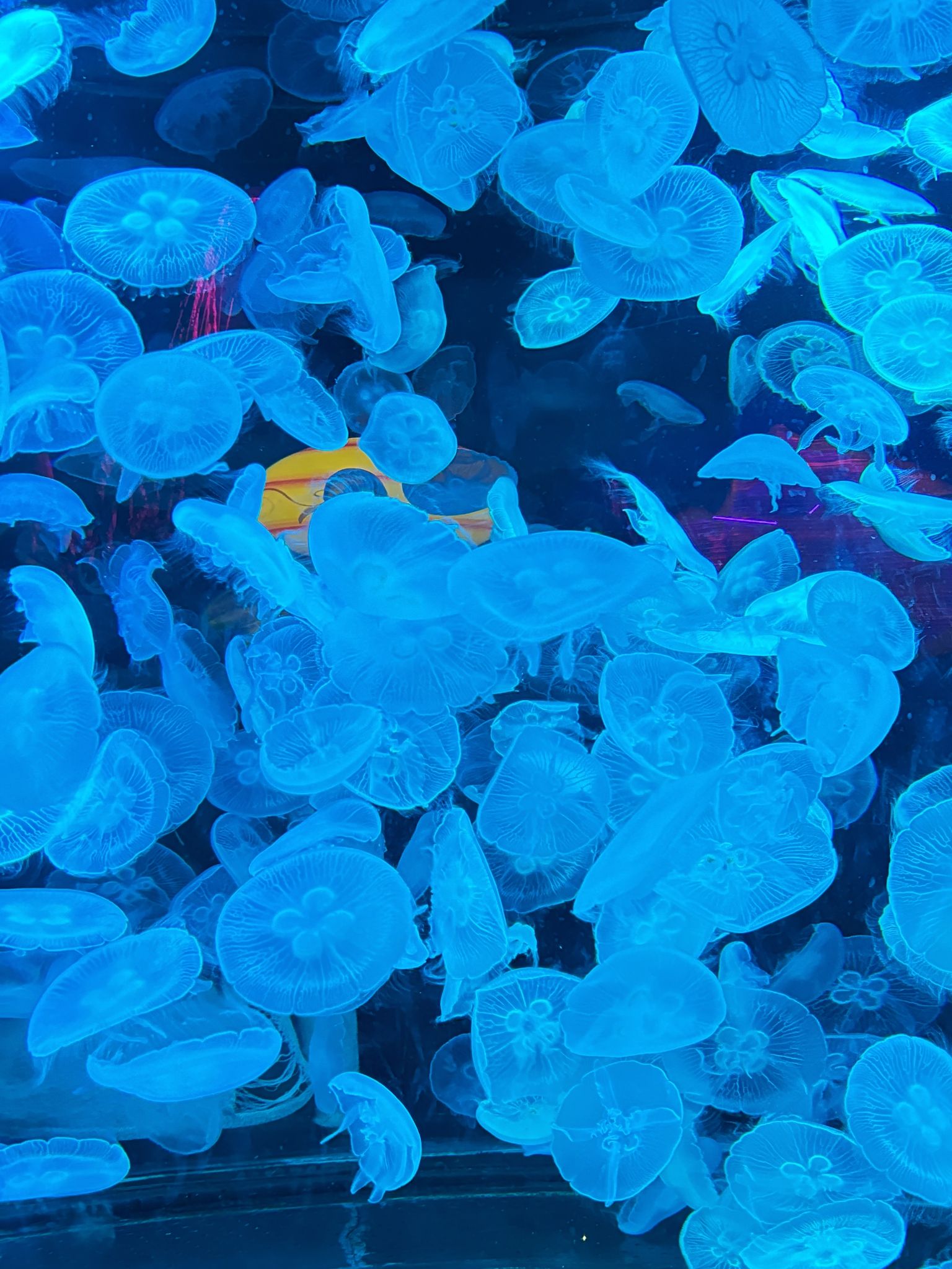 重庆汉海海洋公园旅行图片 3