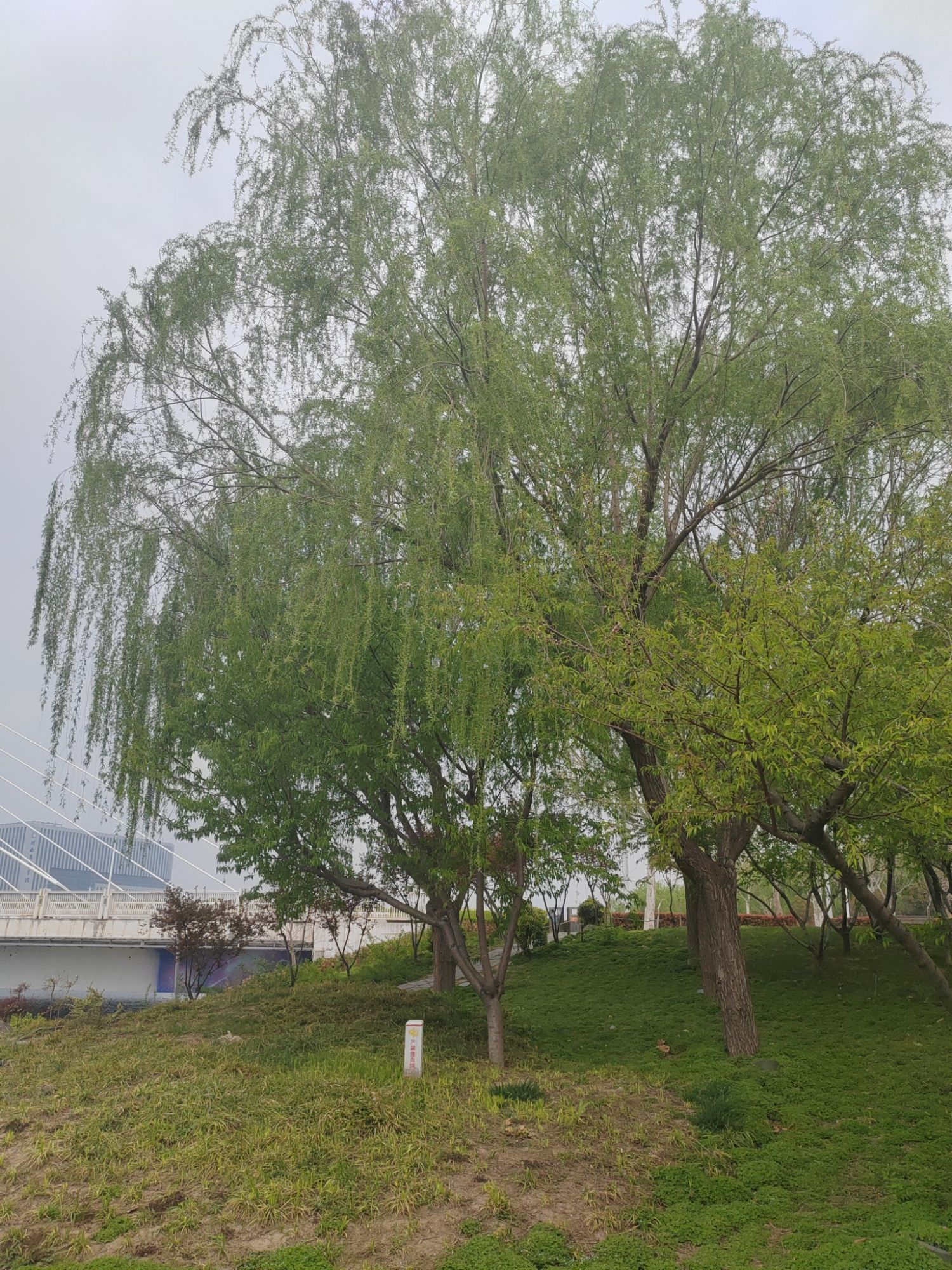 龙子湖公园旅行图片 2