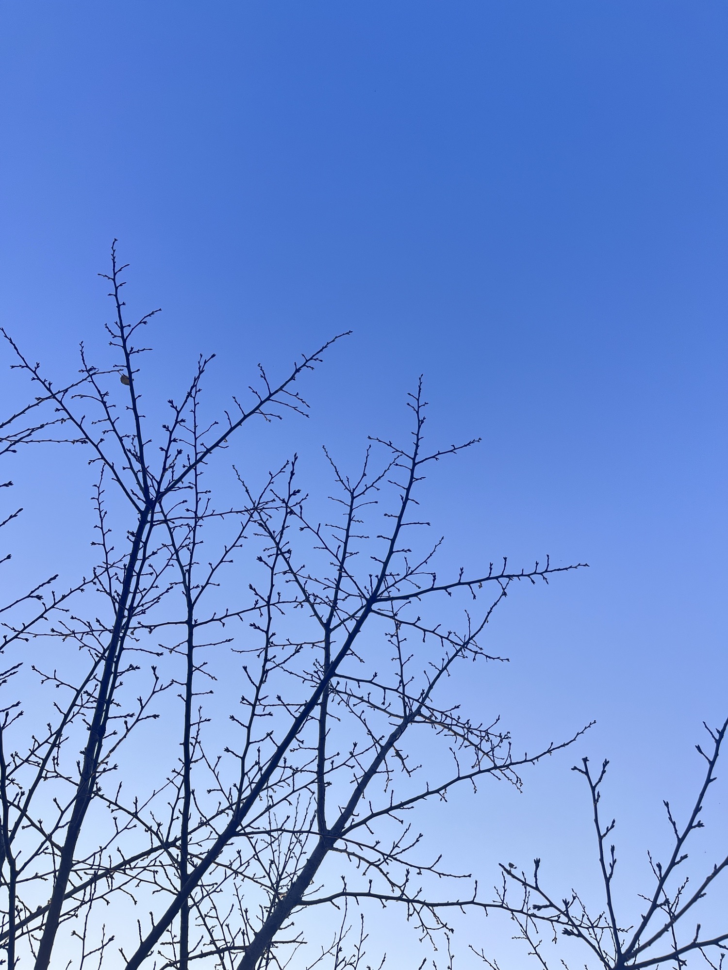樱花游园旅行图片 3
