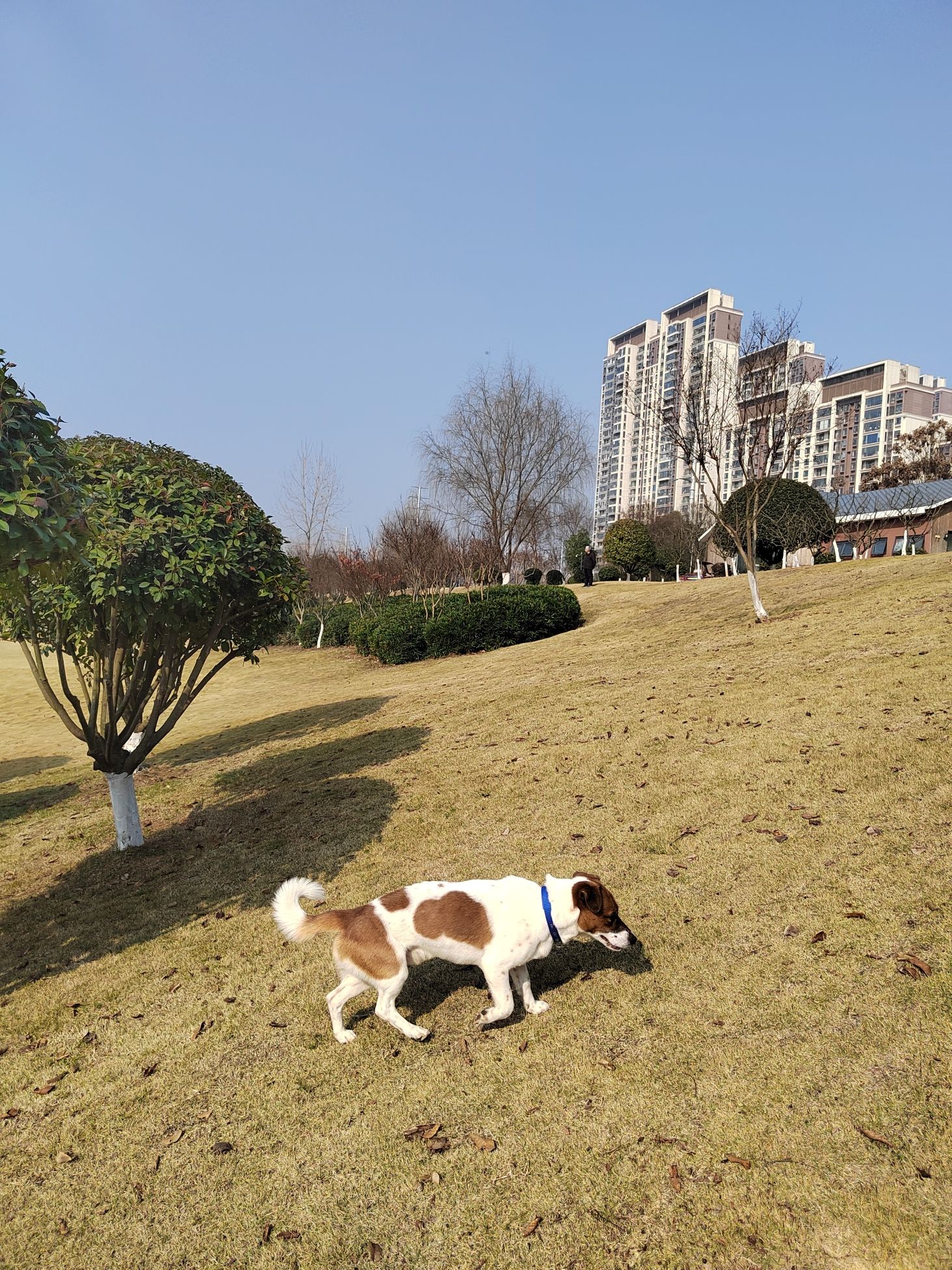 柏临河湿地公园旅行图片 2