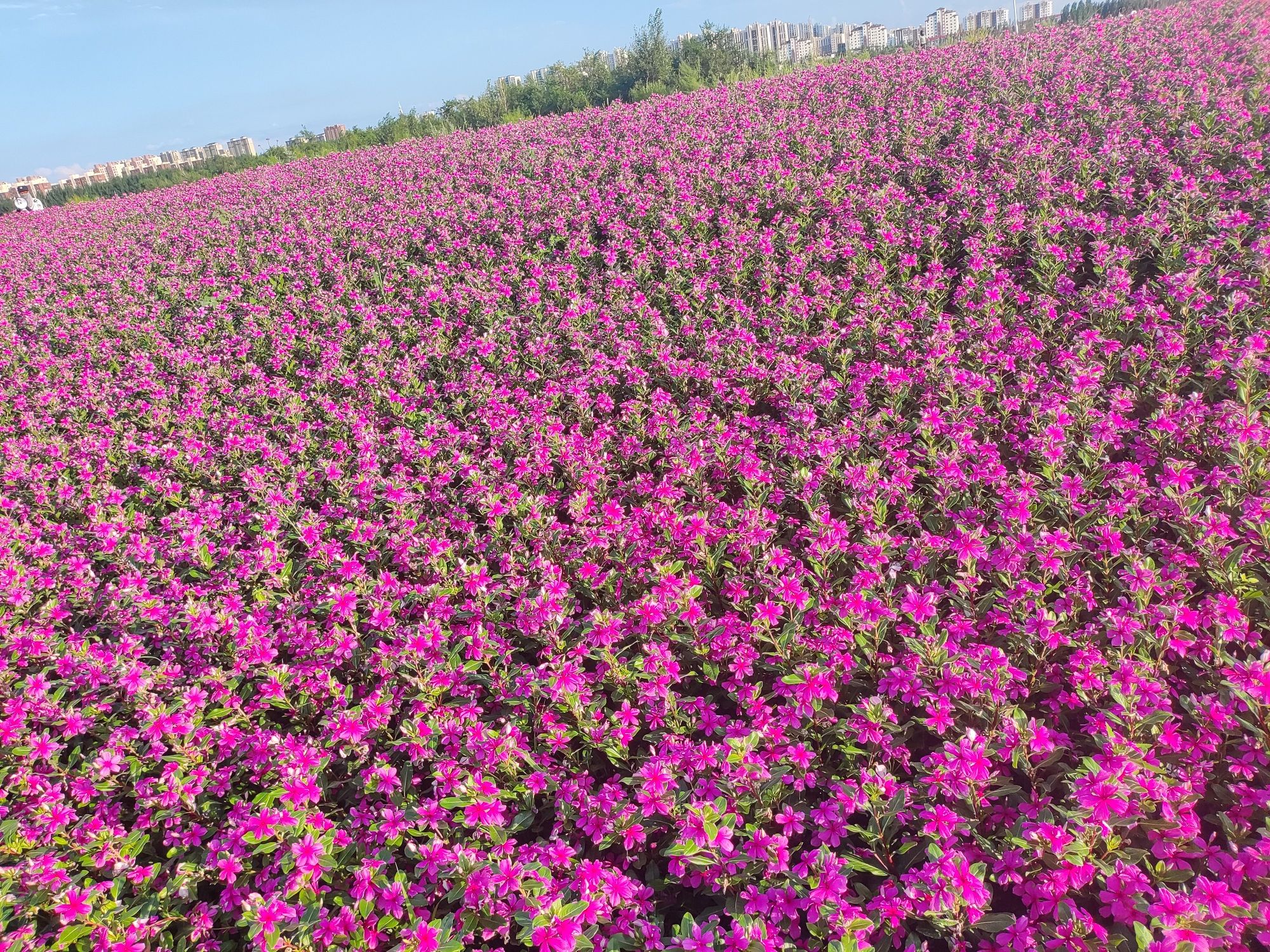 通辽薰衣草庄园旅行图片 2