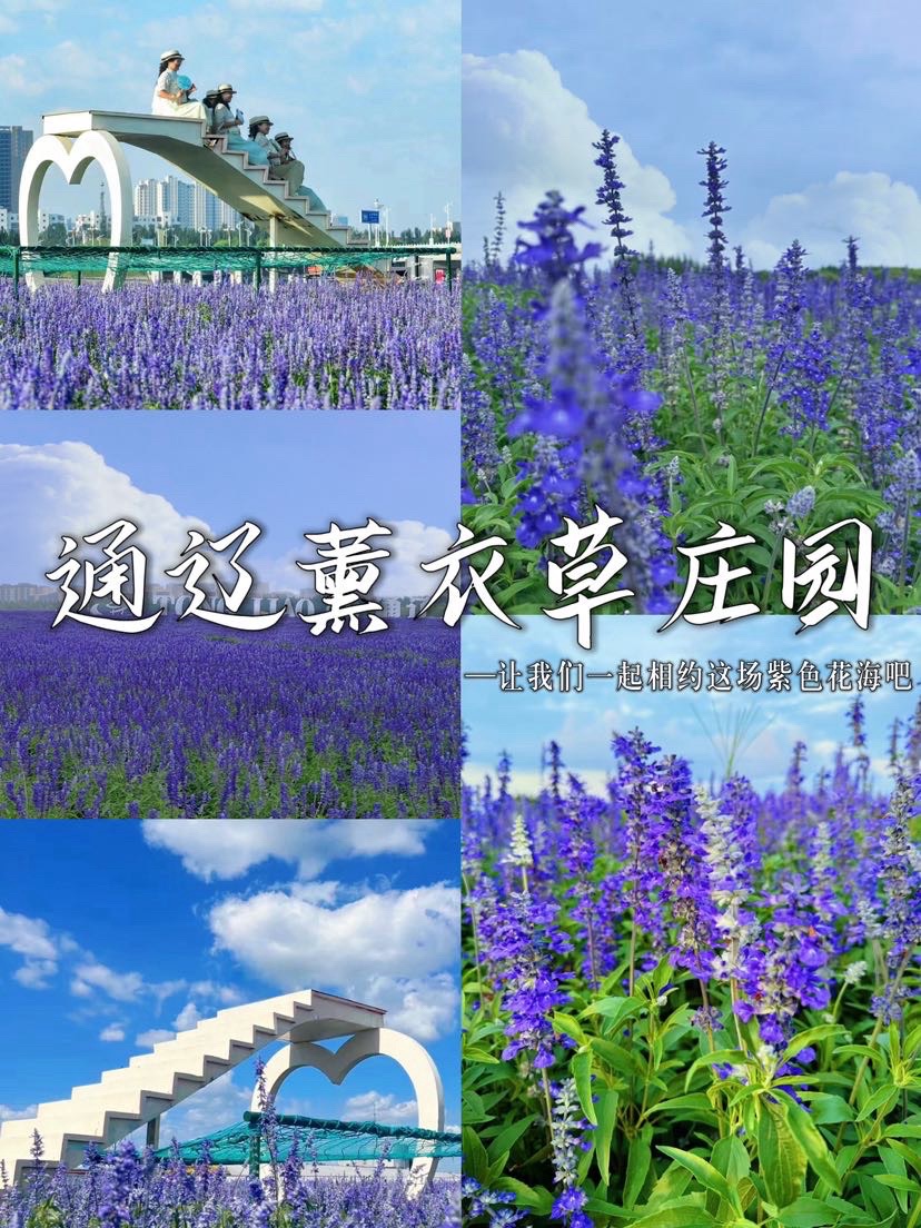 通辽薰衣草庄园旅行图片 1