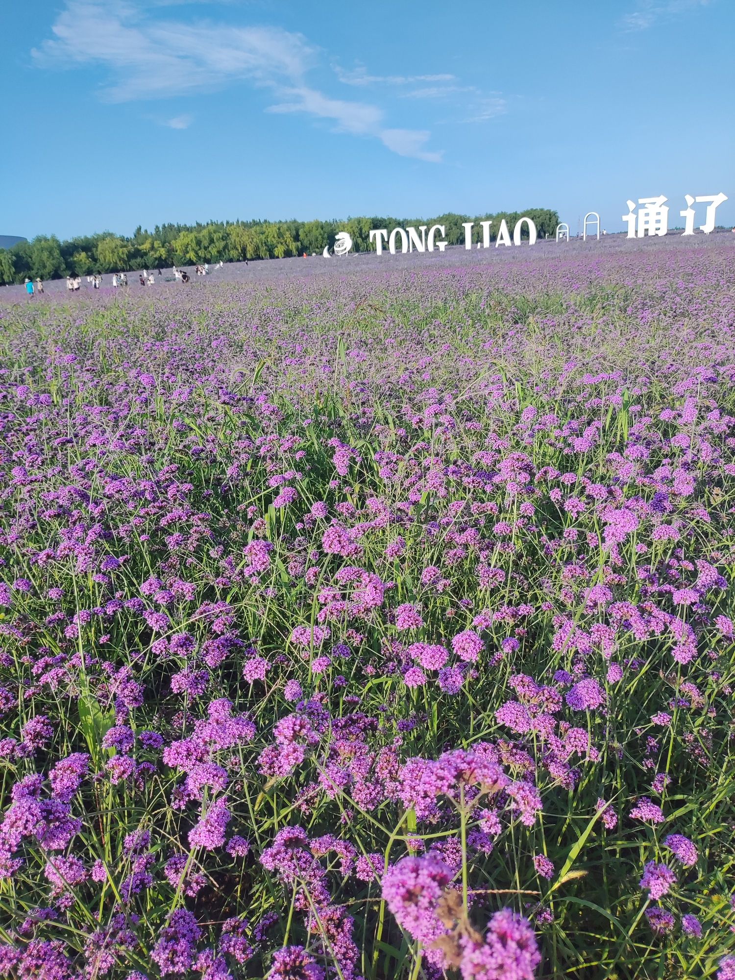 通辽薰衣草庄园旅行图片 3