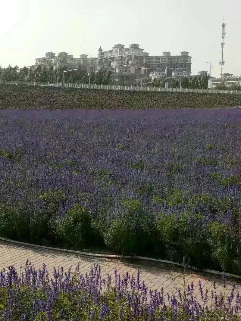 通辽薰衣草庄园旅行图片 2