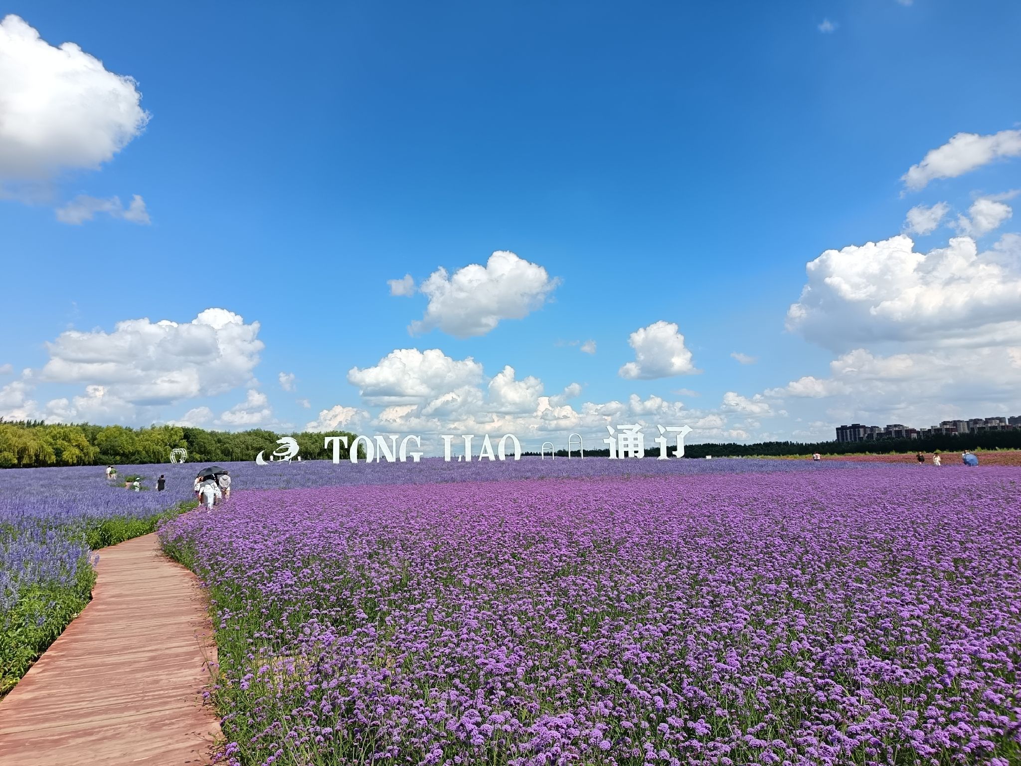 通辽薰衣草庄园