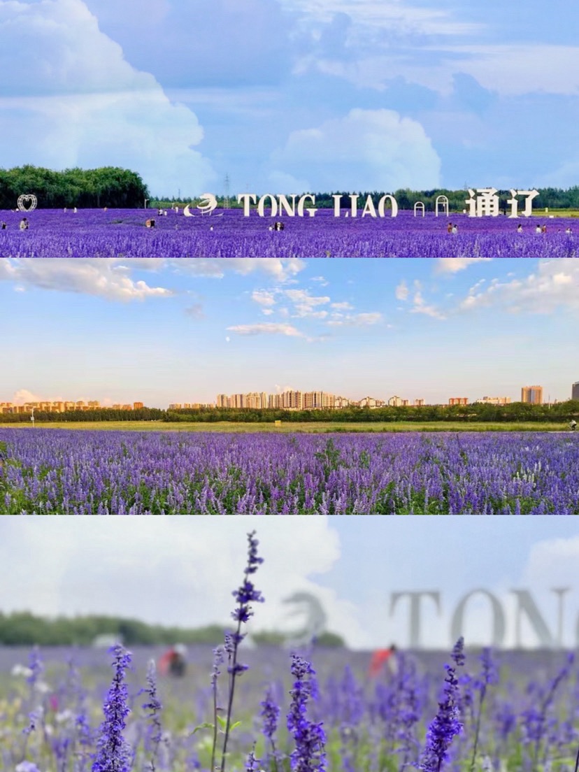 通辽薰衣草庄园旅行图片 3
